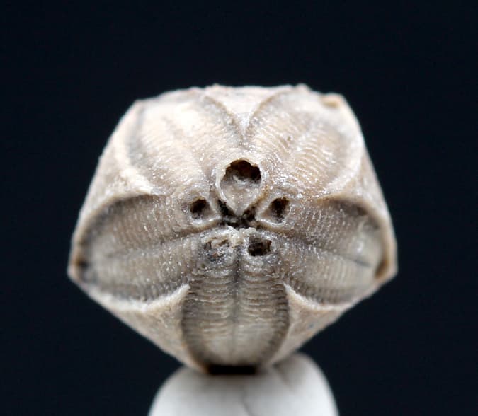 Blastoid Specimen NICE Fossil Sea Life Echinoderm Mineral INDIANA w/ ID card