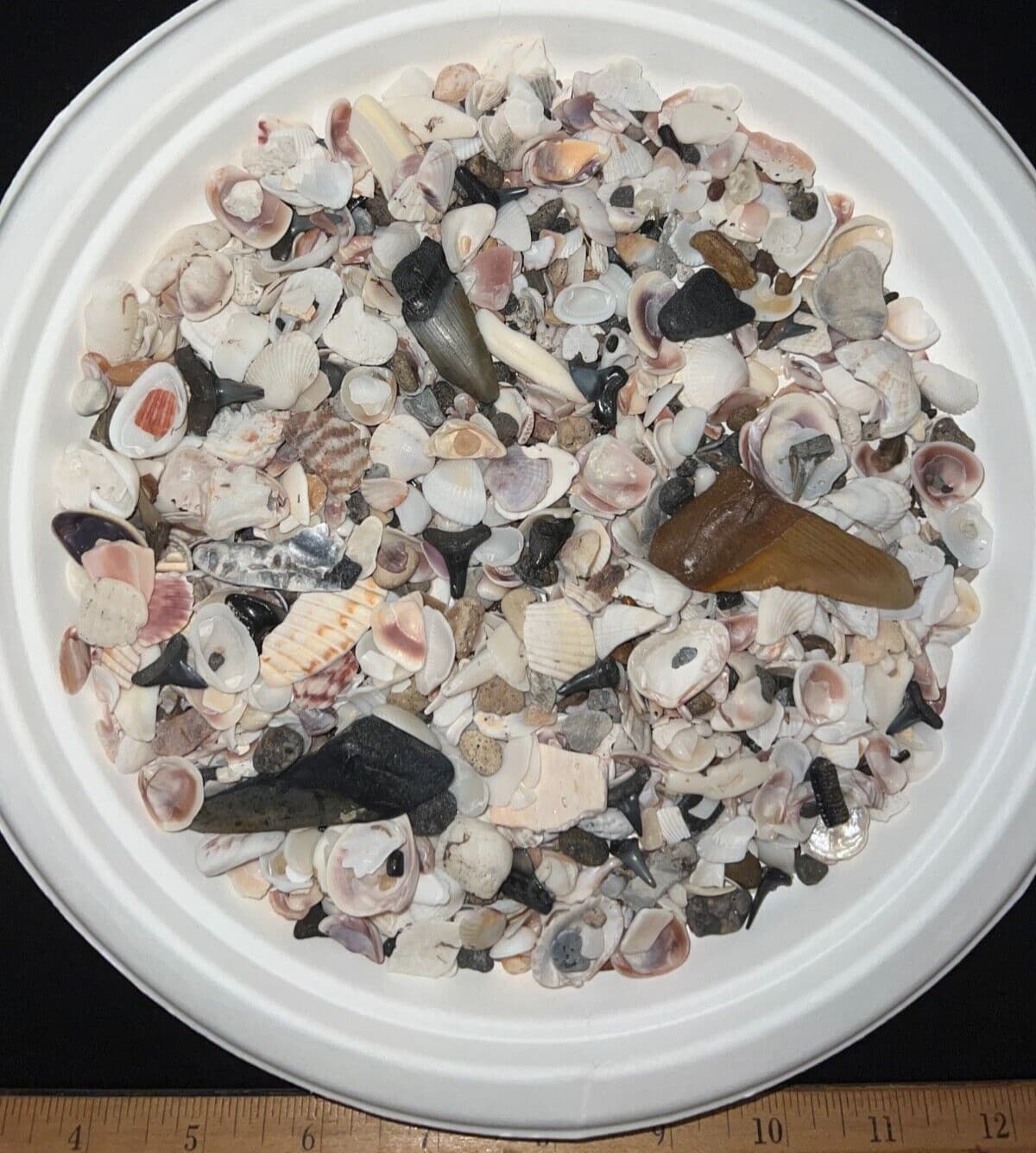 MEGALODON BEACH Shark Tooth Dig Kit with Real Fossil Shark Teeth Lot + ID Sheet! 6