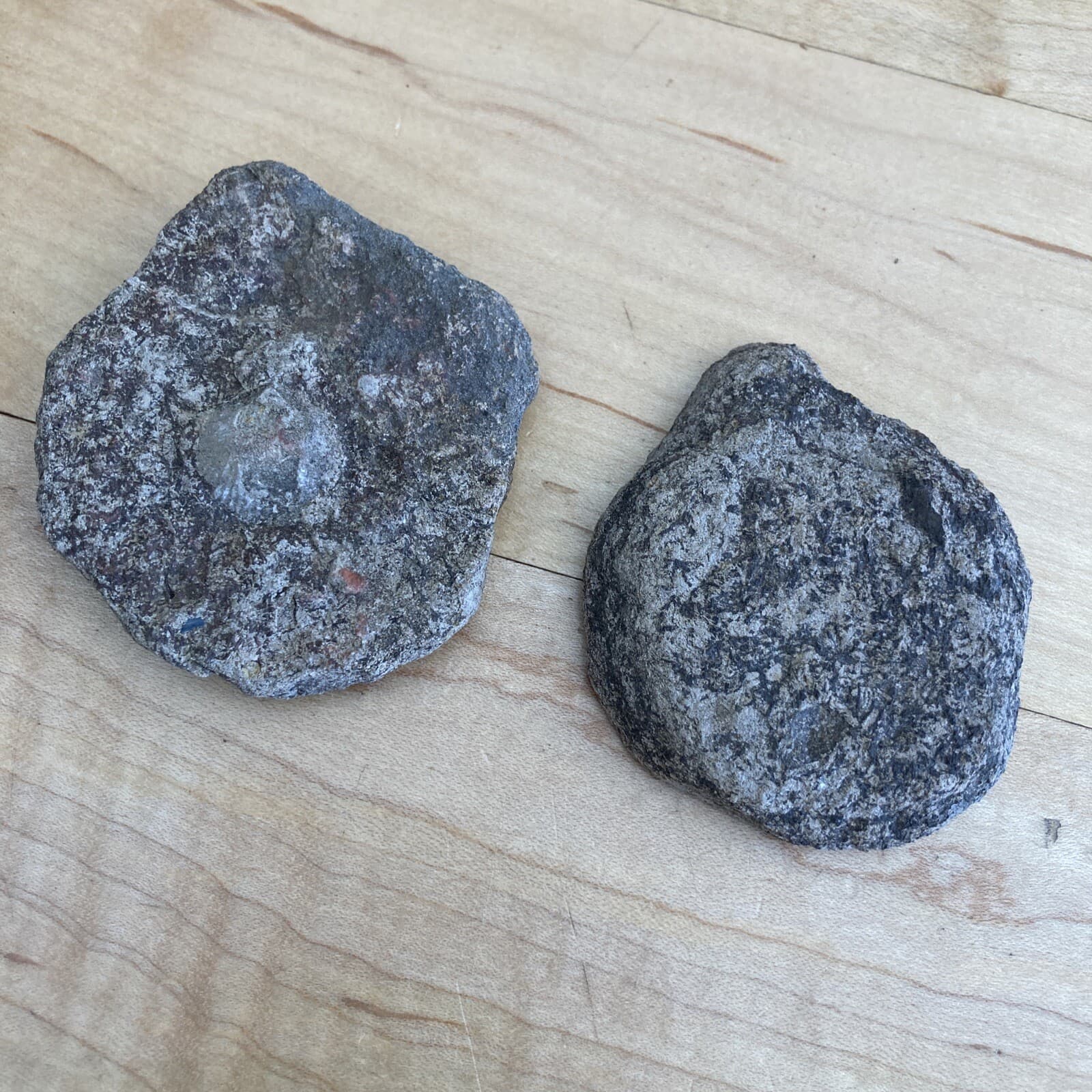 Lake Ontario fossilized shell 3