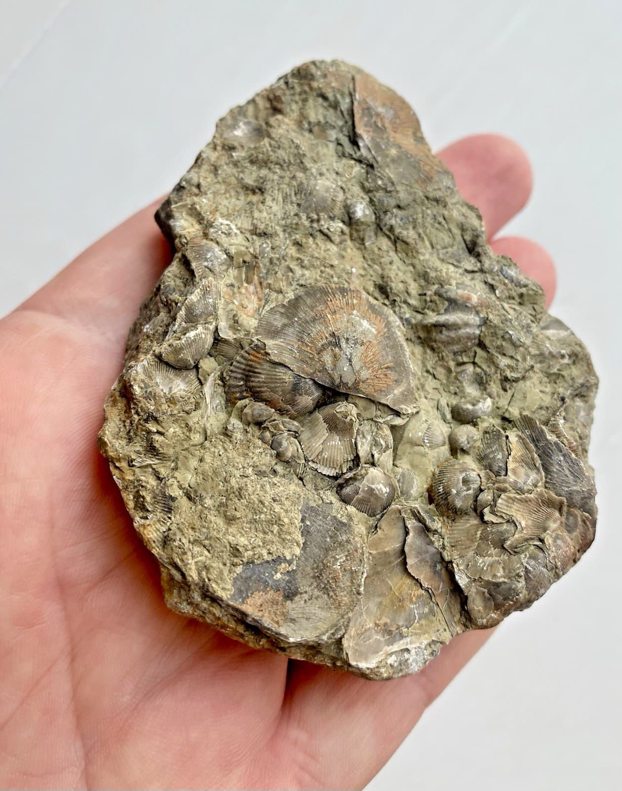 Rare Shell Fossils In Rock Sea Shell Fossil Complete Top And Bottom 167g. 6