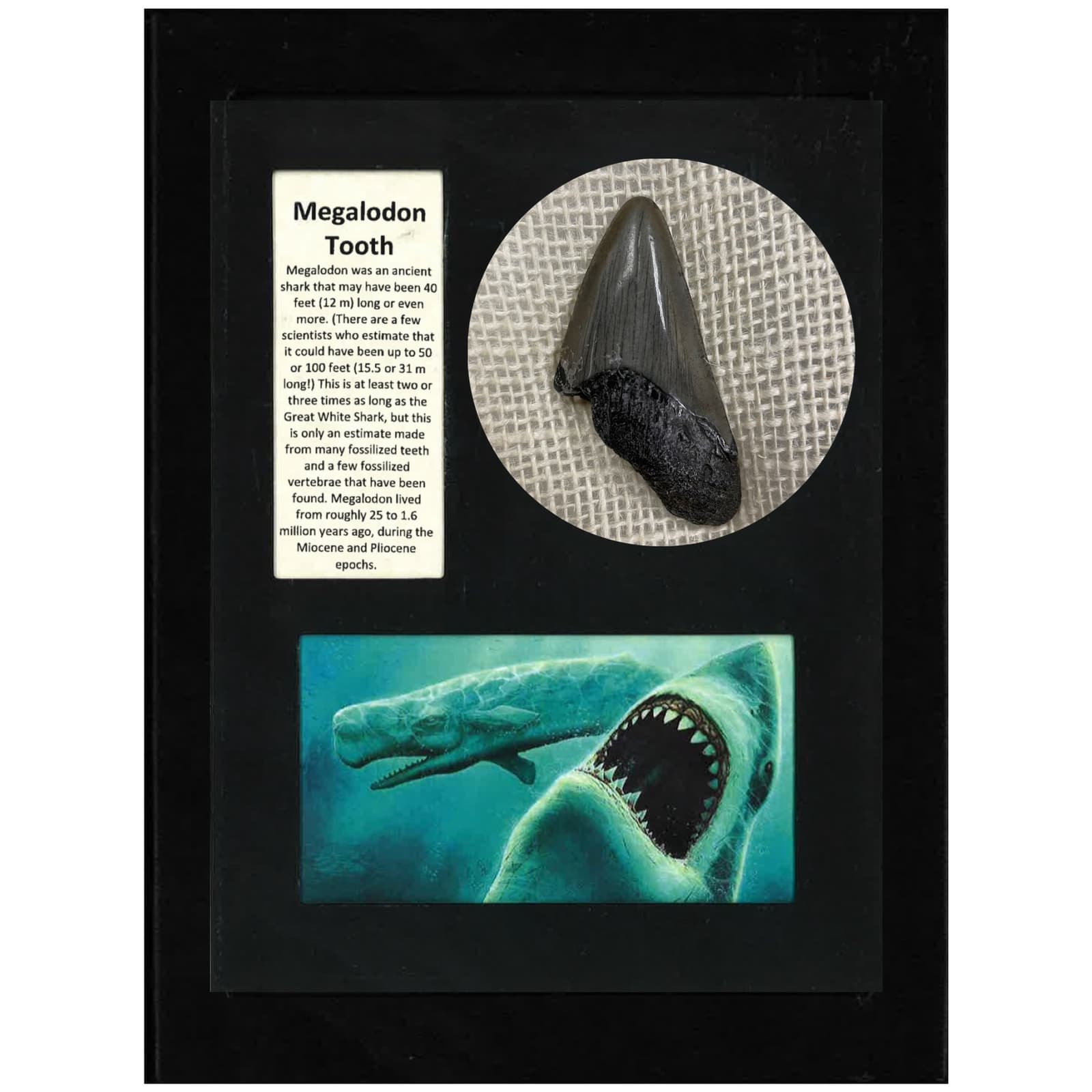Megalodon Tooth Display