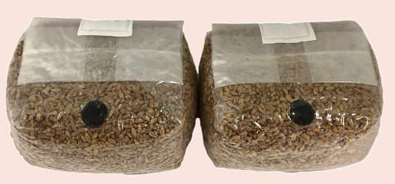 Two 5 lb sterilized rye berry grain mushroom grow bags with injection port