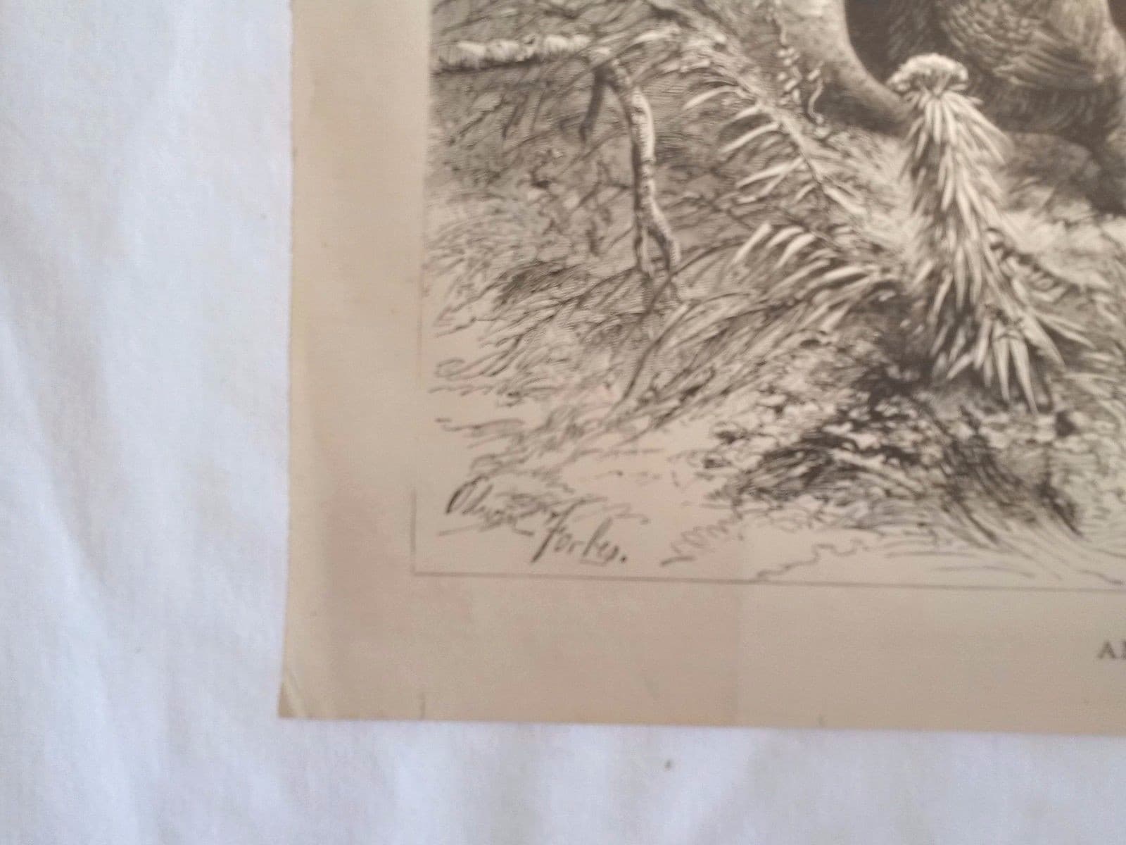 Circa 1870 Litho  "Among the Prairie Chickens" Accompaniment Appleton Journal 5