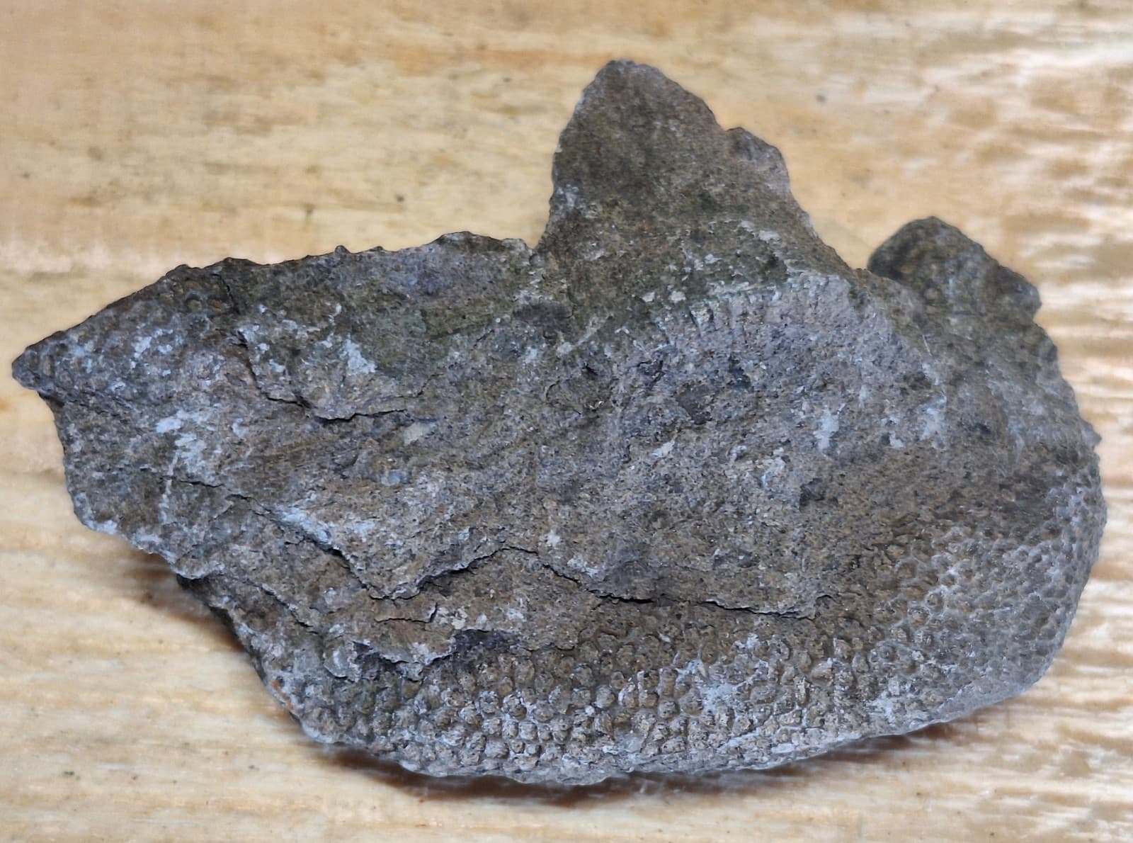 Fossil Favosite Coral In Limestone Devonian Period Michigan 4