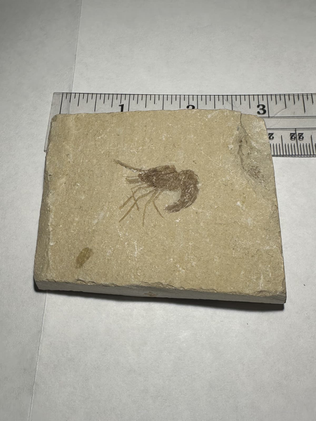 BEAUTIFUL DETAILED LEBANON CRETACEOUS FOSSIL SHRIMP DINOSAUR AGE 3x2.5 INCHES