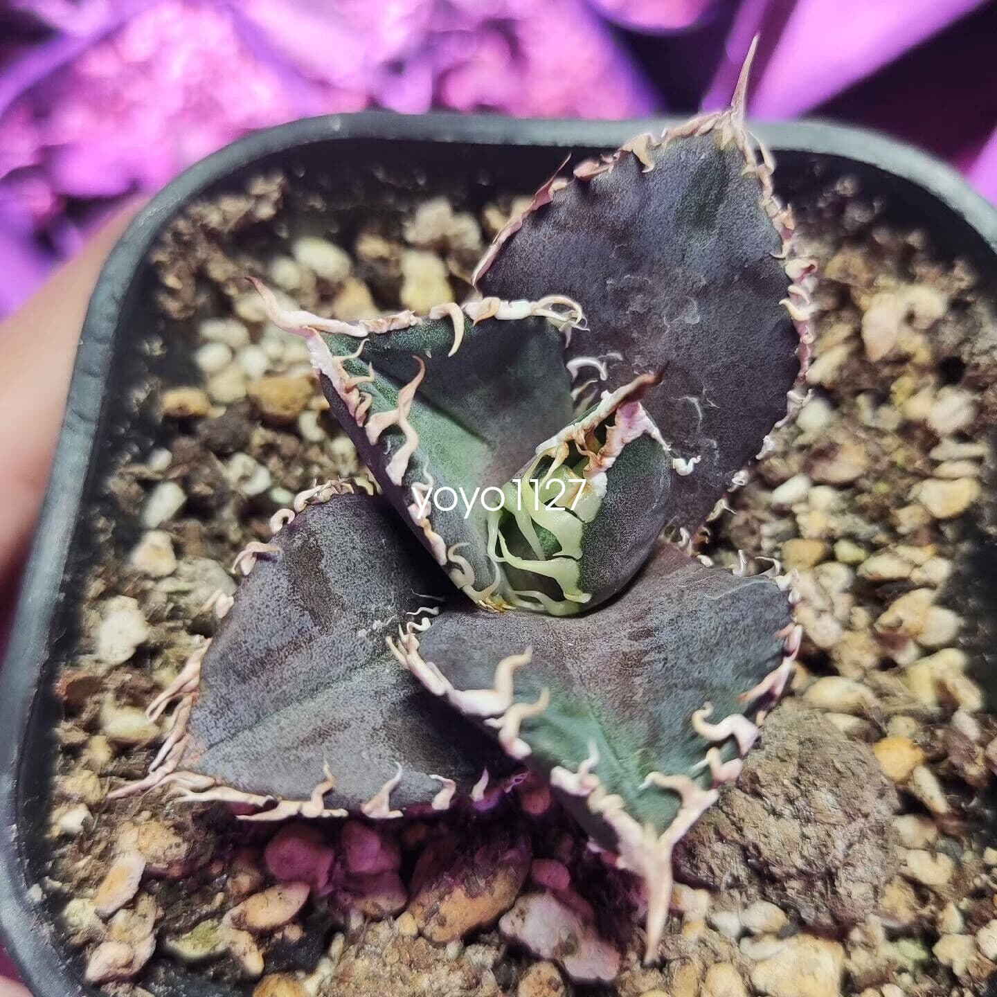 1PCS Agave Titanota ‘King Kong’ RareAgave Succulent Plant 6-8cm 4