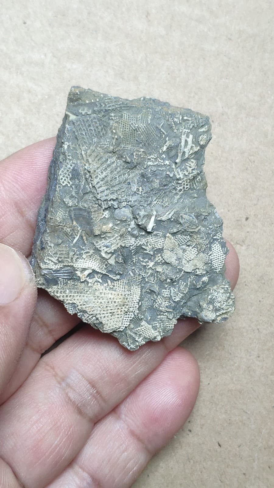 26g Bryozoa specimen from Cambrian Period 4