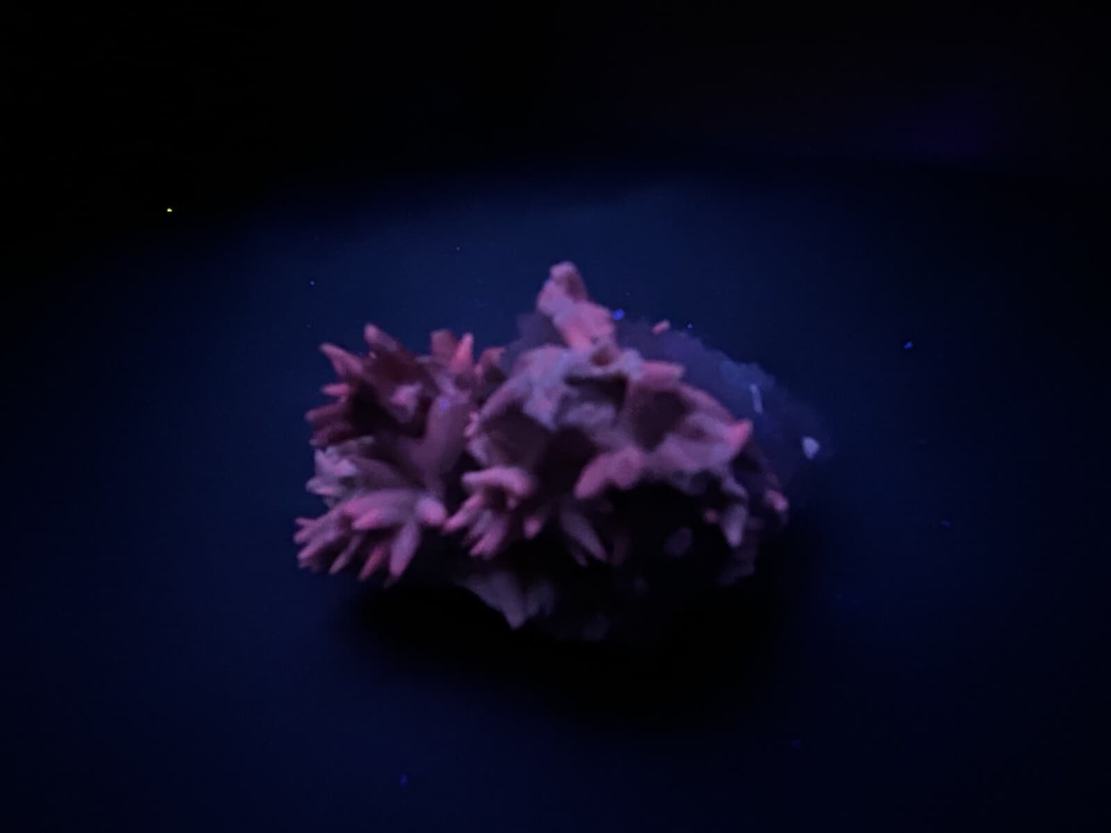 KB: NICE! SW & LW FL. MODERATE RED CALCITE XLS. FROM ANCASH, PERU 4