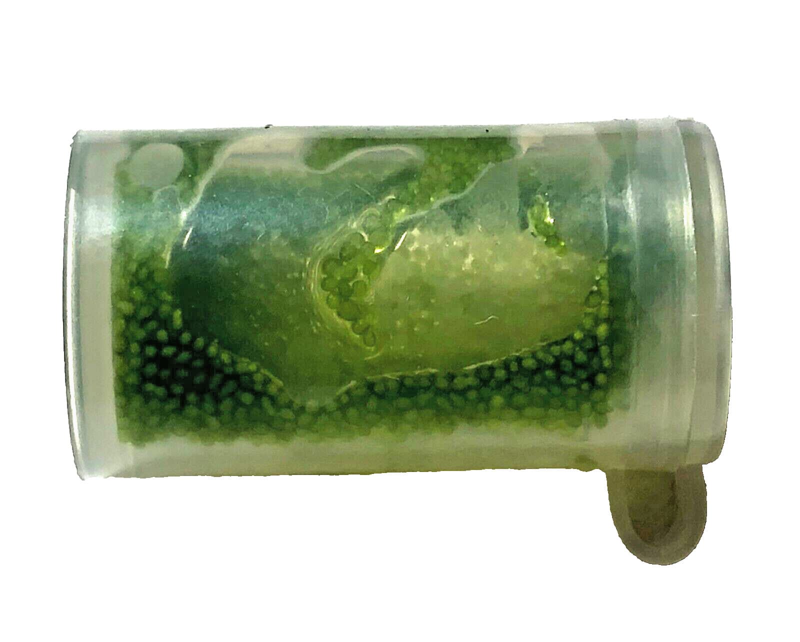 Wolffia sp. smallest flowering plant on earth, Floating, sustainable production 5