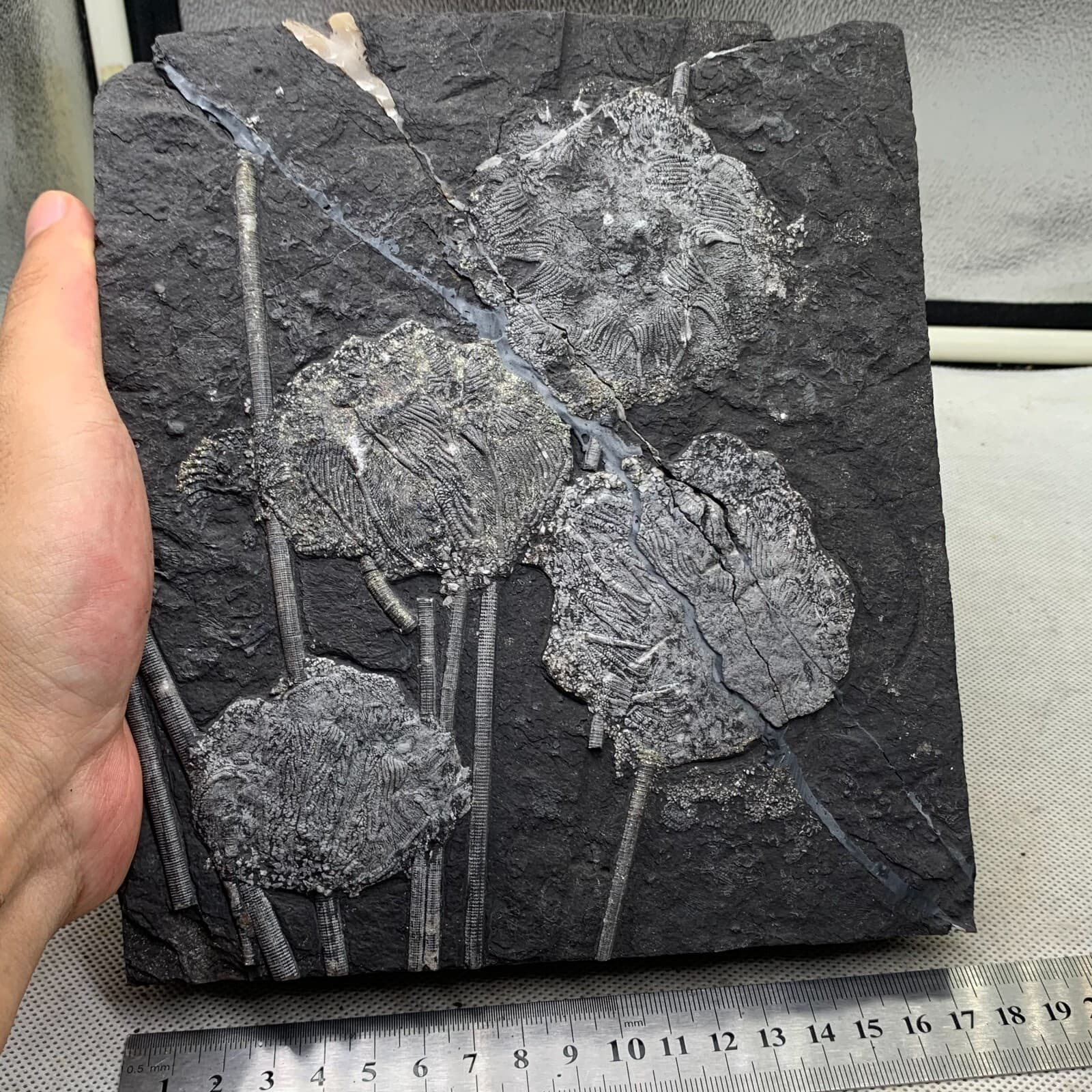 2120 grams of fossils of crinoid from the Guanling Biota in Guizhou 6