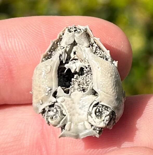 Crab Fossil Ranilia muriceta Florida Pliocene Crustacean Intracoastal Formation 6