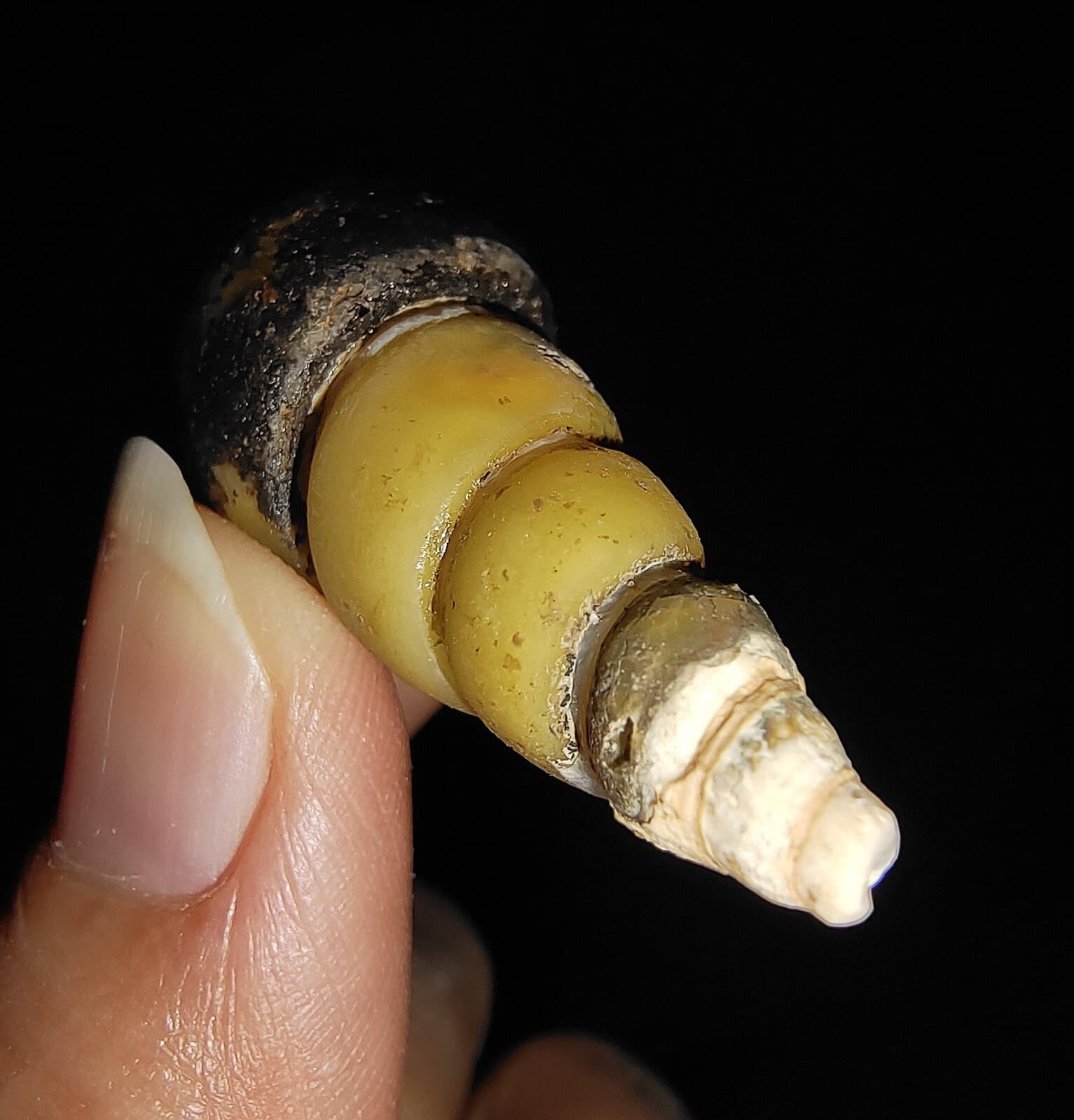 SEA SHELL FOSSIL, GASTROPODA, THIARIDAE, FROM JAVA, INDONESIA, 34MM 6