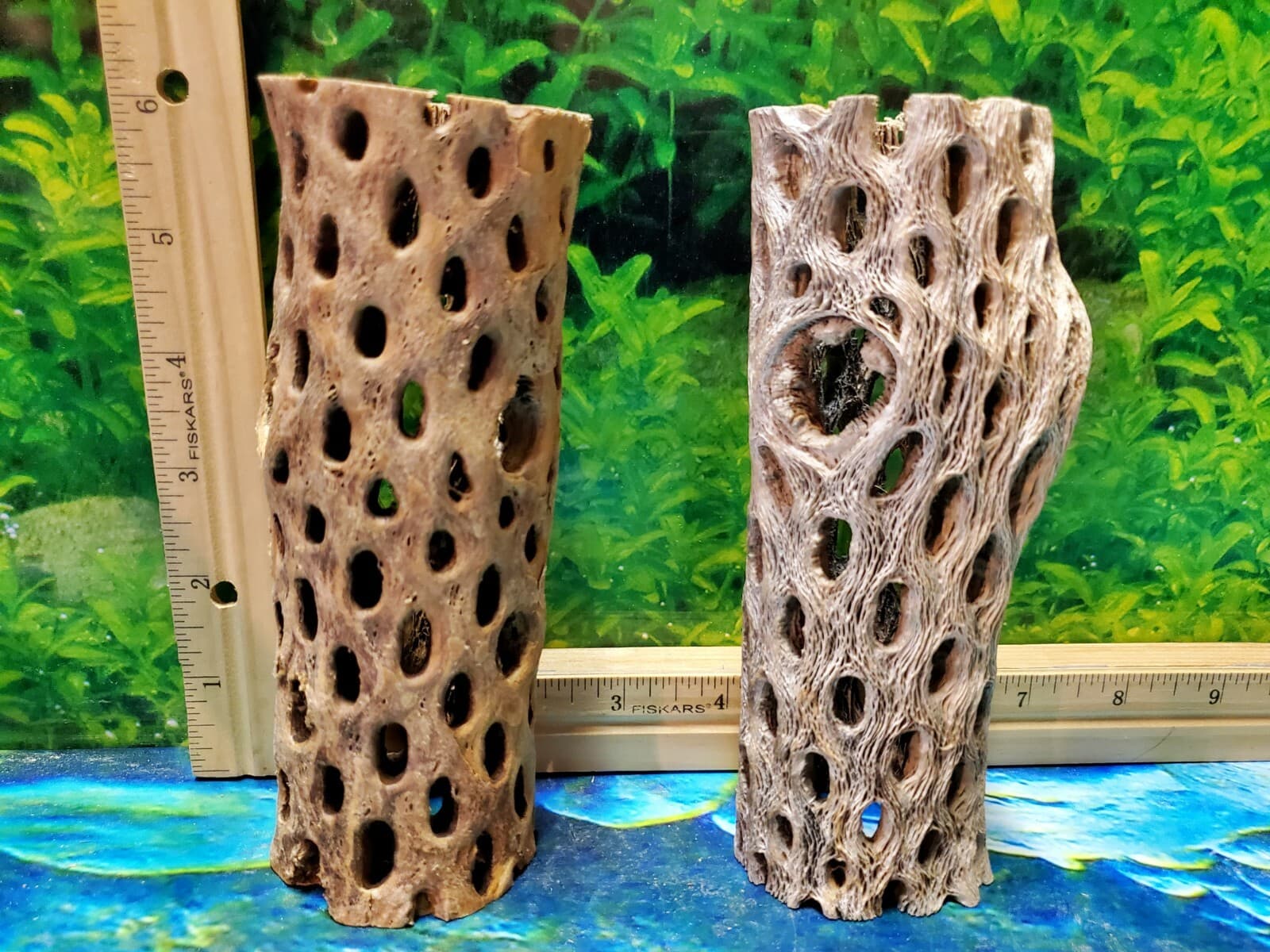 2 pcs of 6" inch TEDDY BEAR CHOLLA Wood Cactus | Aquarium, Terrarium Cave Tunnel 4