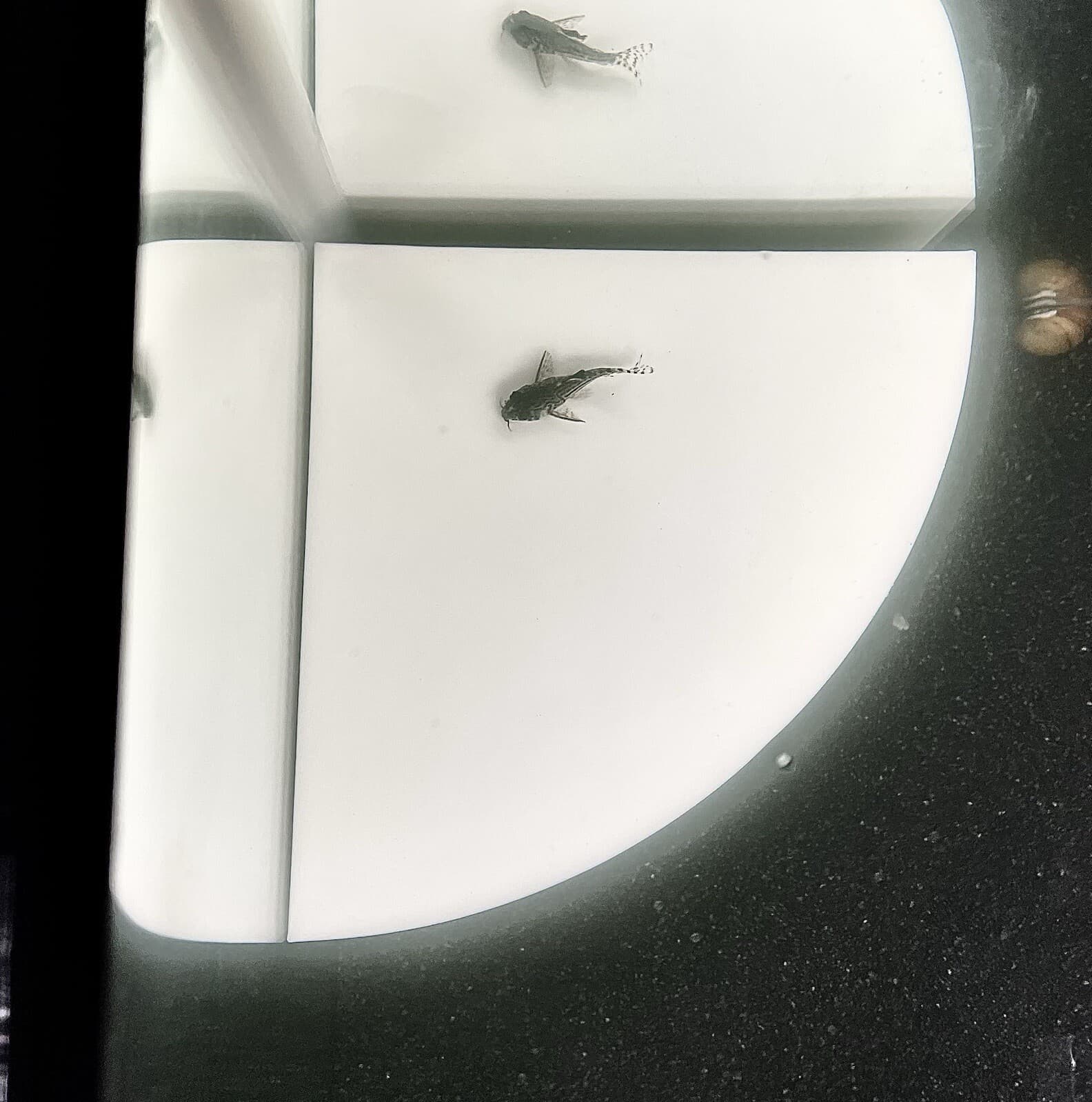 Aquarium Corner Cave Hideout Axolotl Cichlid Cave Fish Tank Accessories Supplies 4