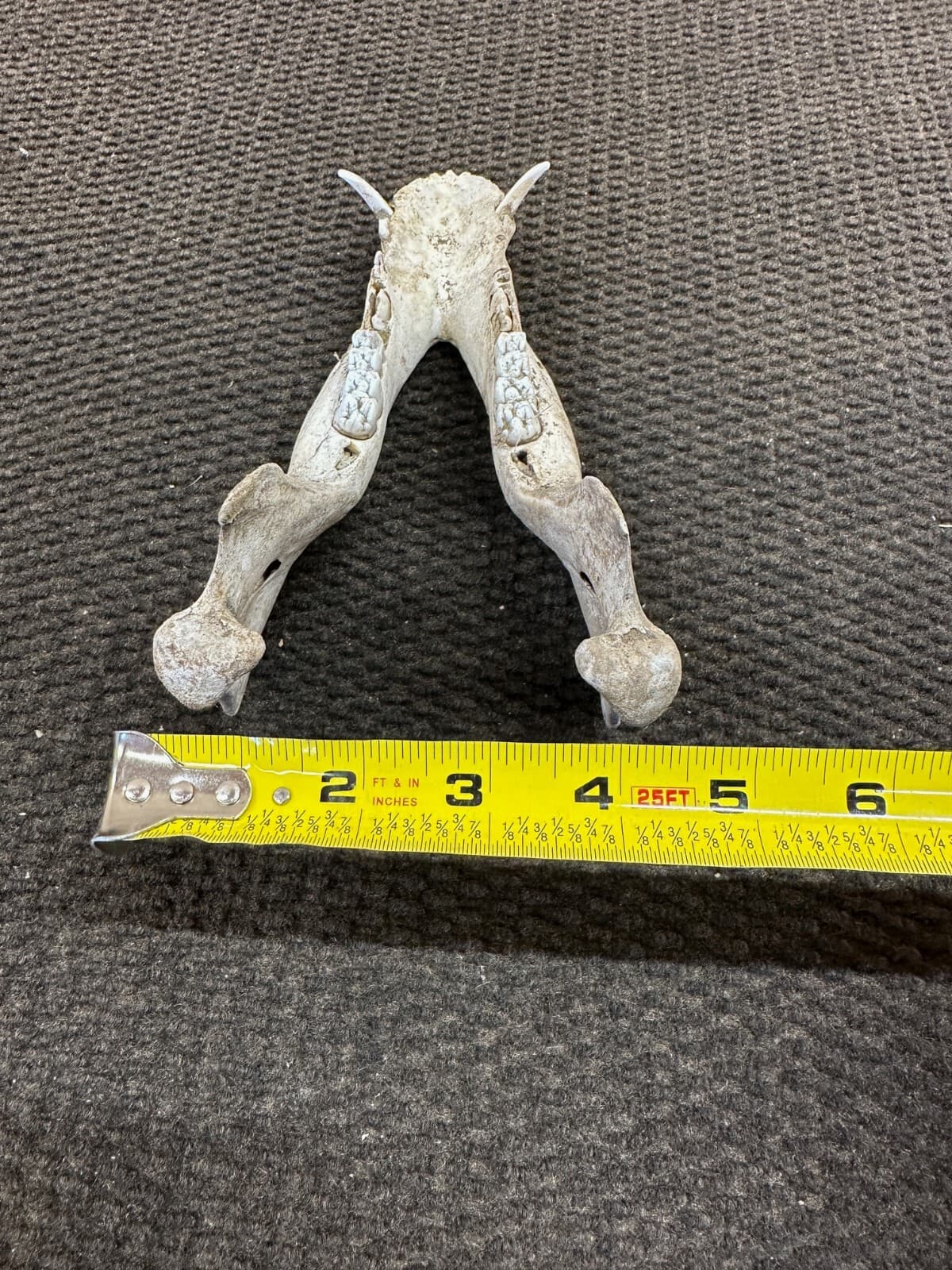 Bottom Jaw of a Wild Hog Skull from Texas - Item #321-2 4