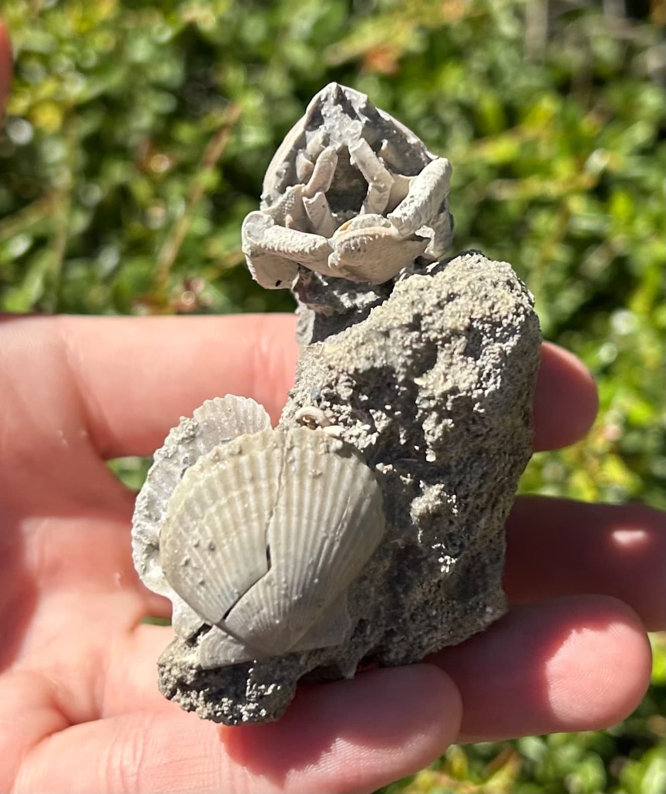 Florida Fossil Crab in Matrix Ranilia muriceta Pliocene Age Crustacean Rare 4