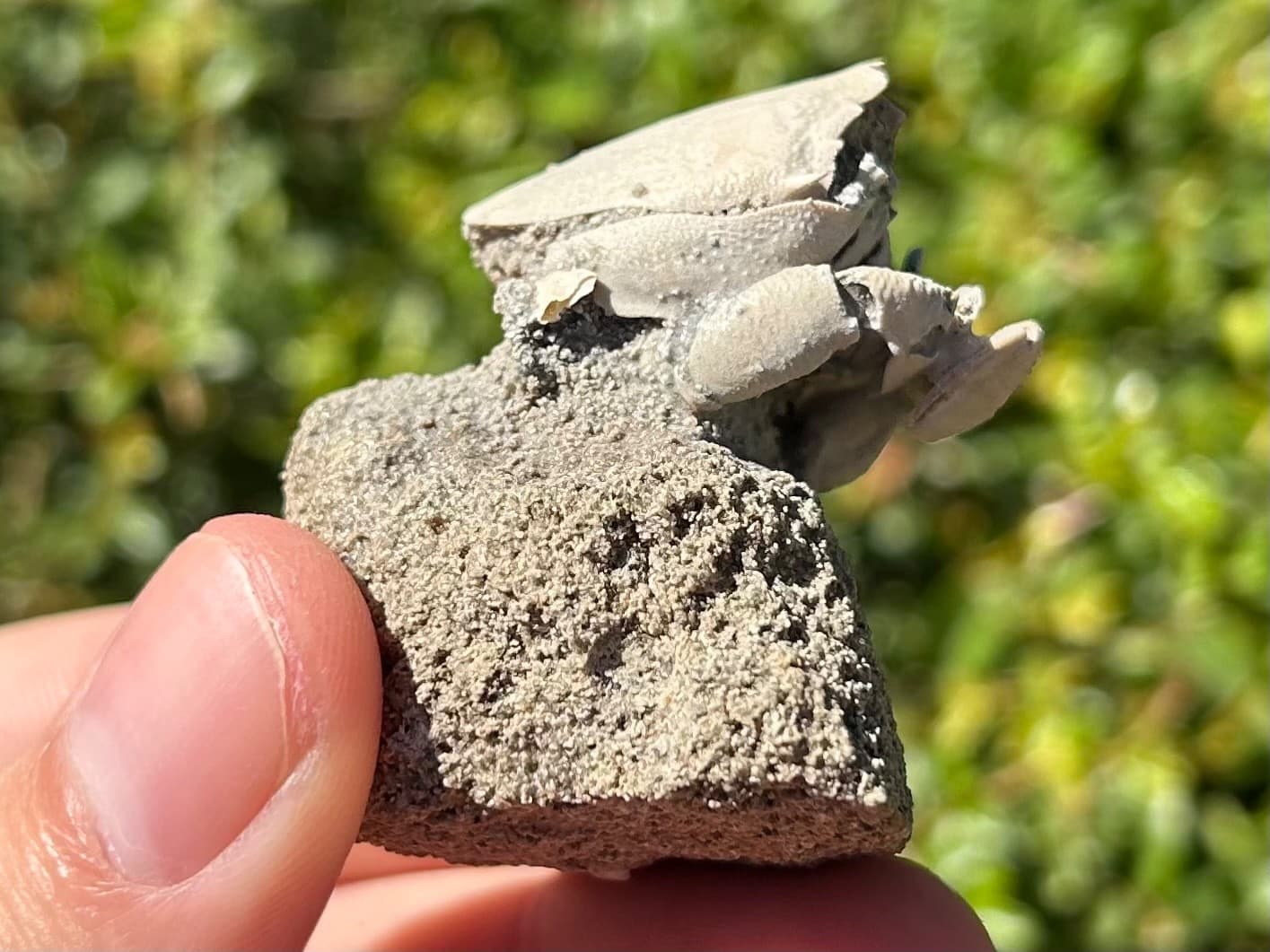 Florida Fossil Crab in Matrix Ranilia muriceta Pliocene Age Crustacean Rare 5