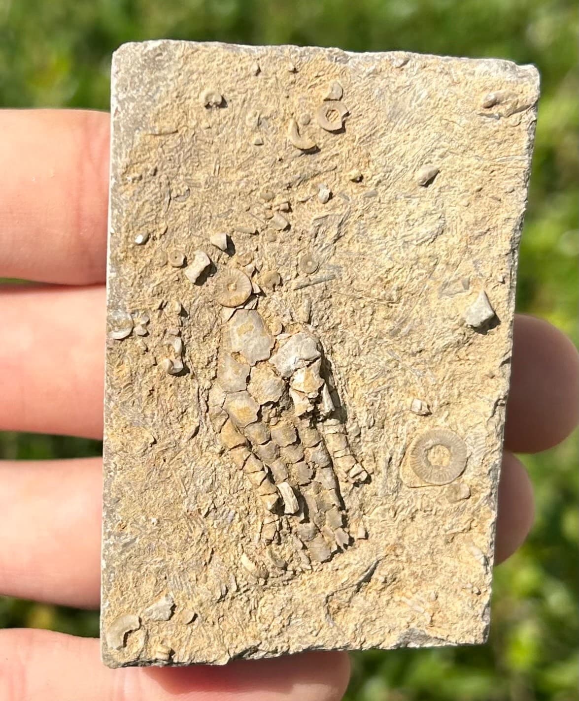 NICE Fossil Crinoid in Matrix Harmostocrinus Alabama Bangor Limestone Formation