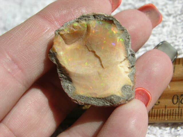 Opal Ethiopian chocolate specimen in matrix nut w/multicolor precious fire CF50 2