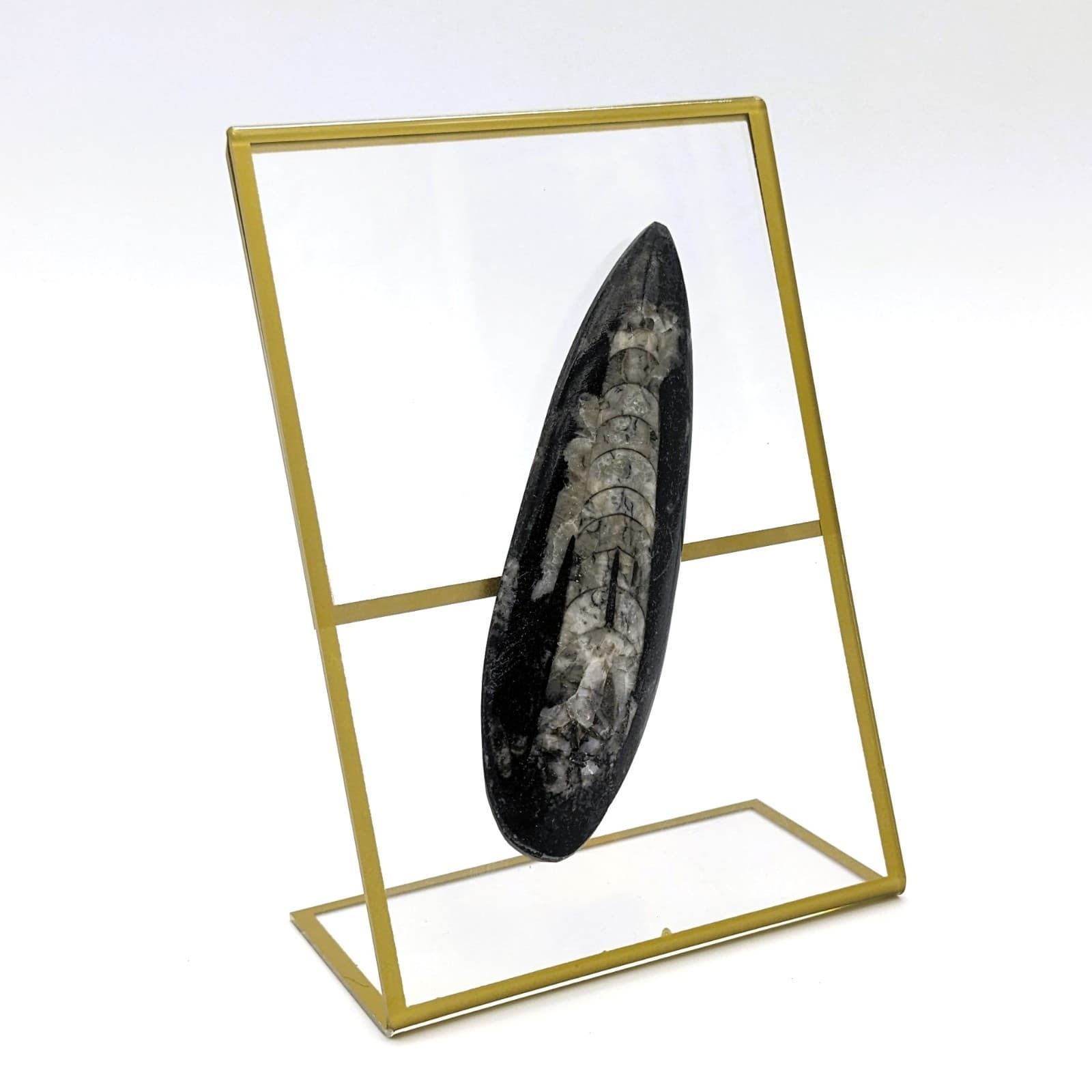 Fossil of Orthoceras on Display Real Fossil Specimen Polished From 450 Million y 2