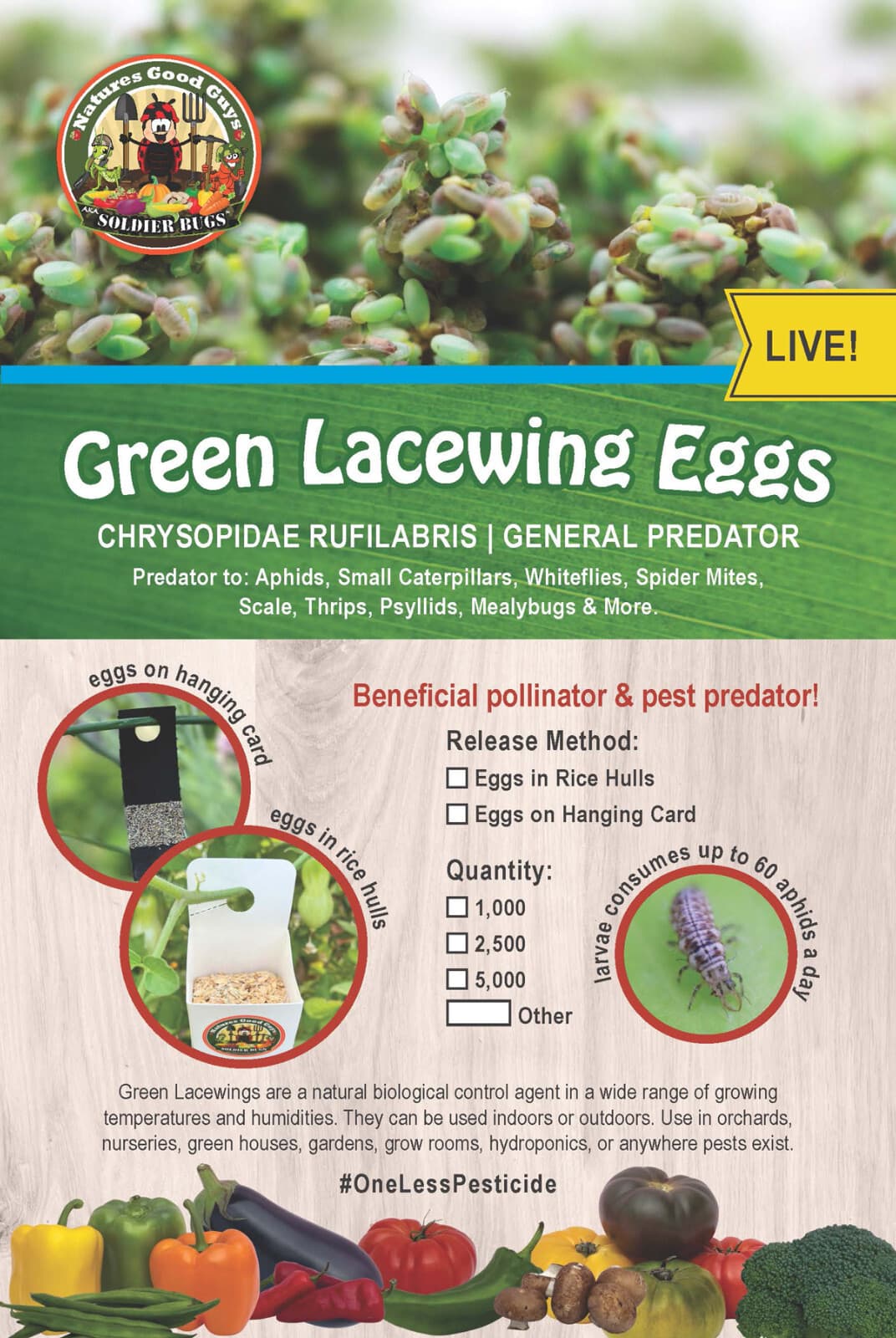 Green Lacewing Eggs in Rice Hulls - 1,000 Count - Aphid Exterminator 2