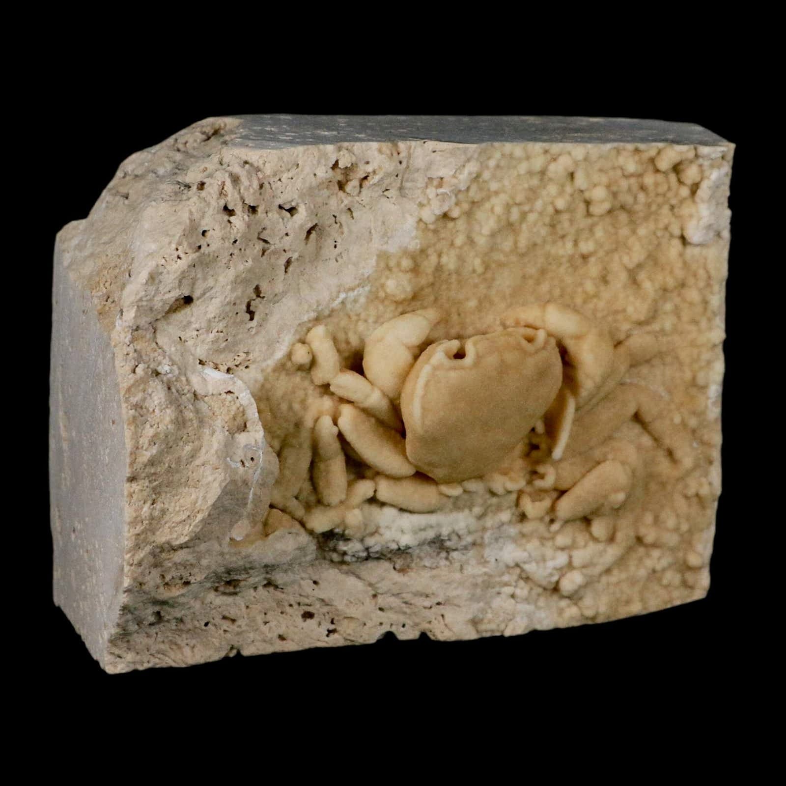 3.1" Potaman Sp Fossil Freshwater Crab In Travertine Denizli Basin Southwest 4