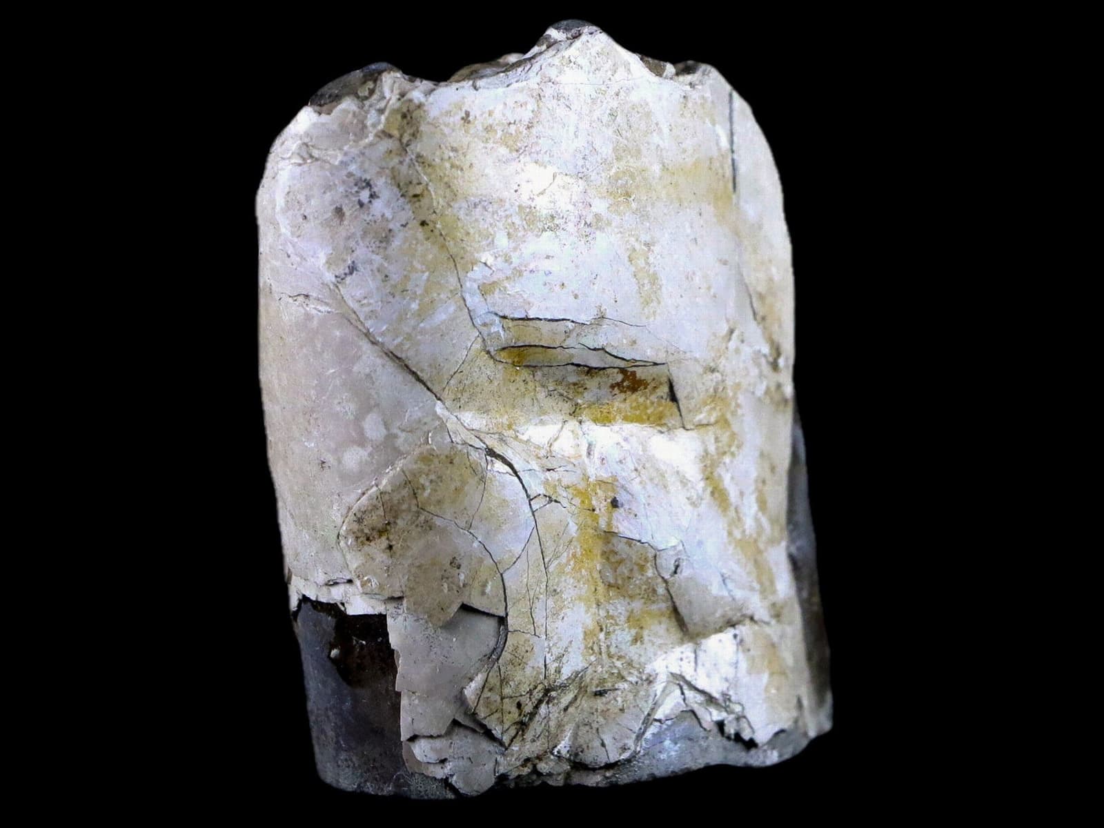 2.3" Baculite Fossil Opalized Cephalopod Late Cretaceous Bear Paw Shale Montana 2