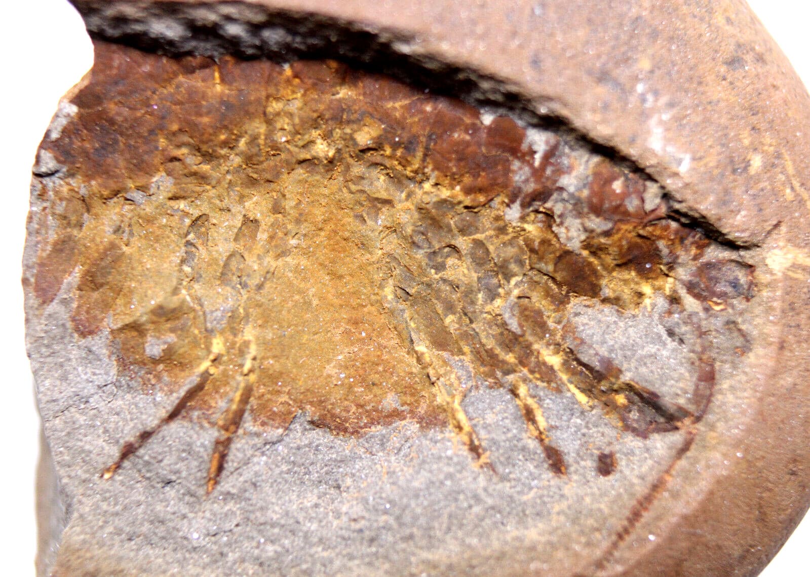 Mazon Creek Acanthotelson stimpsoni Syncarid Shrimp Fossil Carboniferous IL