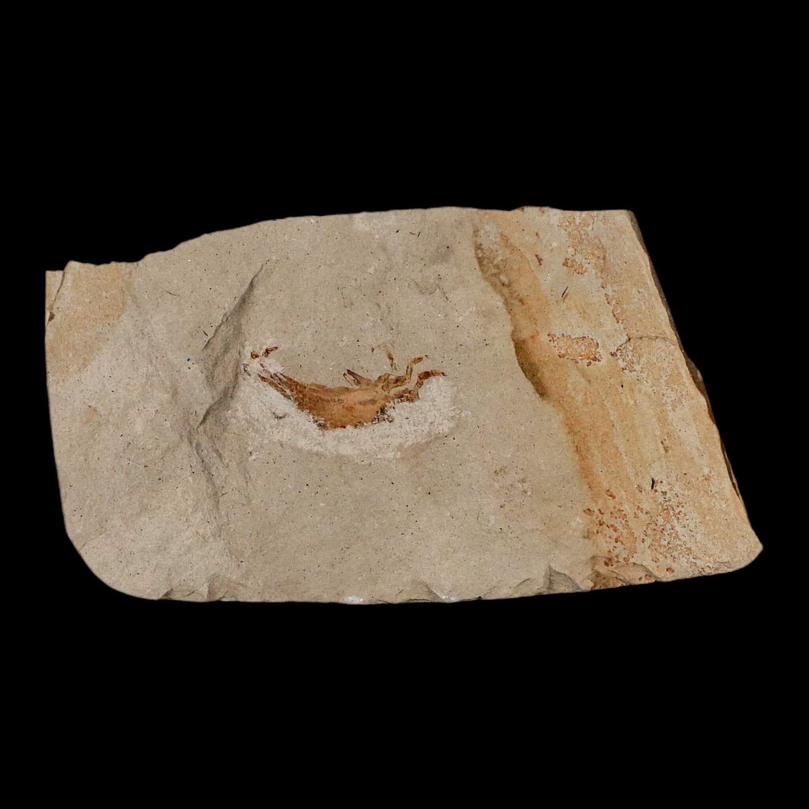 0.9" Fossil Crab Pinnixa Galliheri Pea Crab Monterey Cty San Luis Obispo Miocene 2