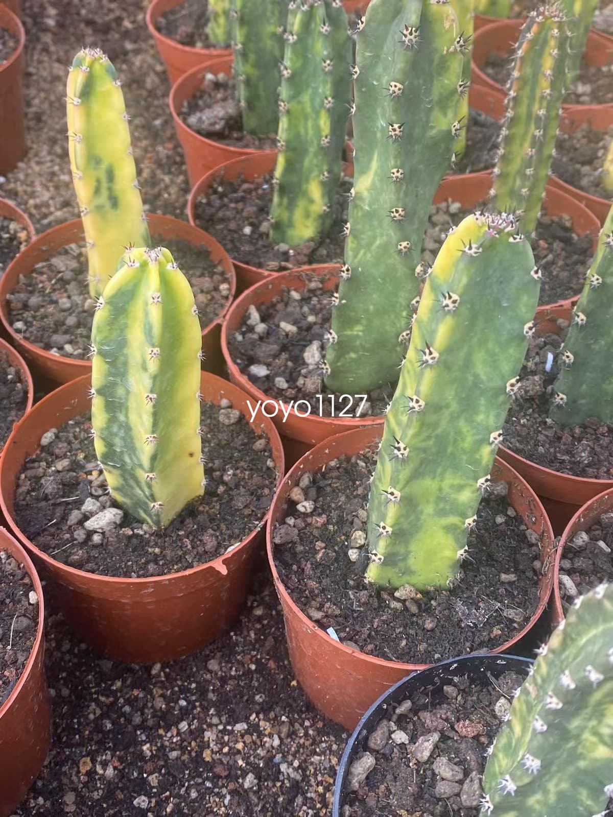 Harrisia Jusberti Variegated Rootless Cactaceae Succulent Cactus Plant 10-12CM 5