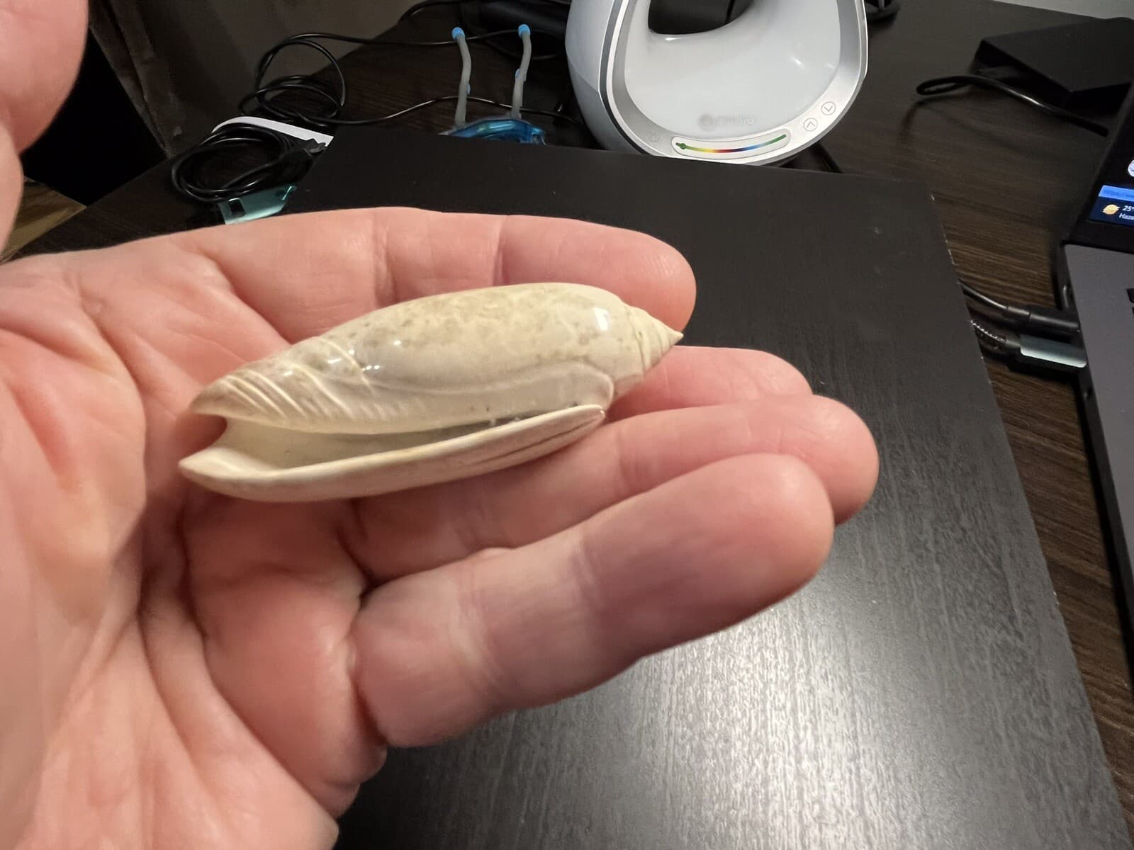 Fossil Olive Shell. Olividae Olivia Sayana. Lettered Olive Caloosahatchee Form 2