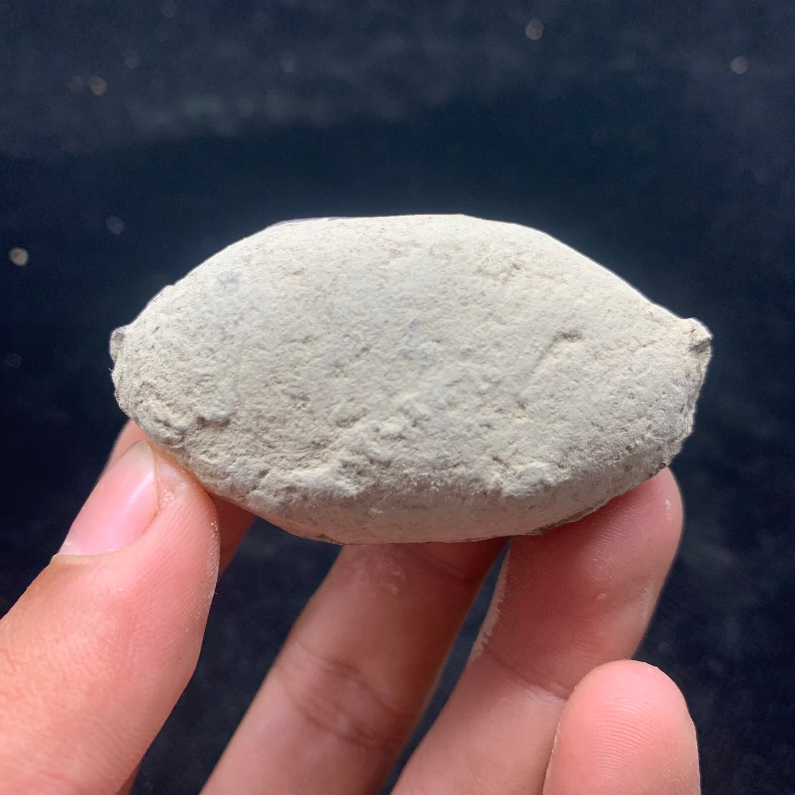 Jurassic Crab Fossils Awaiting Excavation Nuclear Dinosaur Age