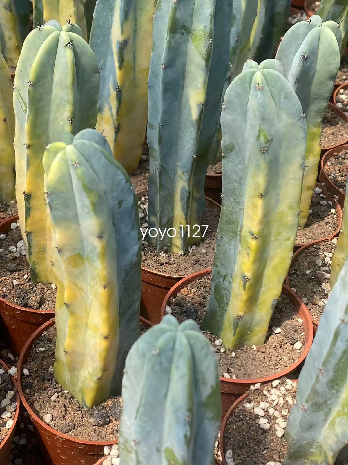 Myrtillocactus geometrizans ariegated Succulent plants 10-12cm