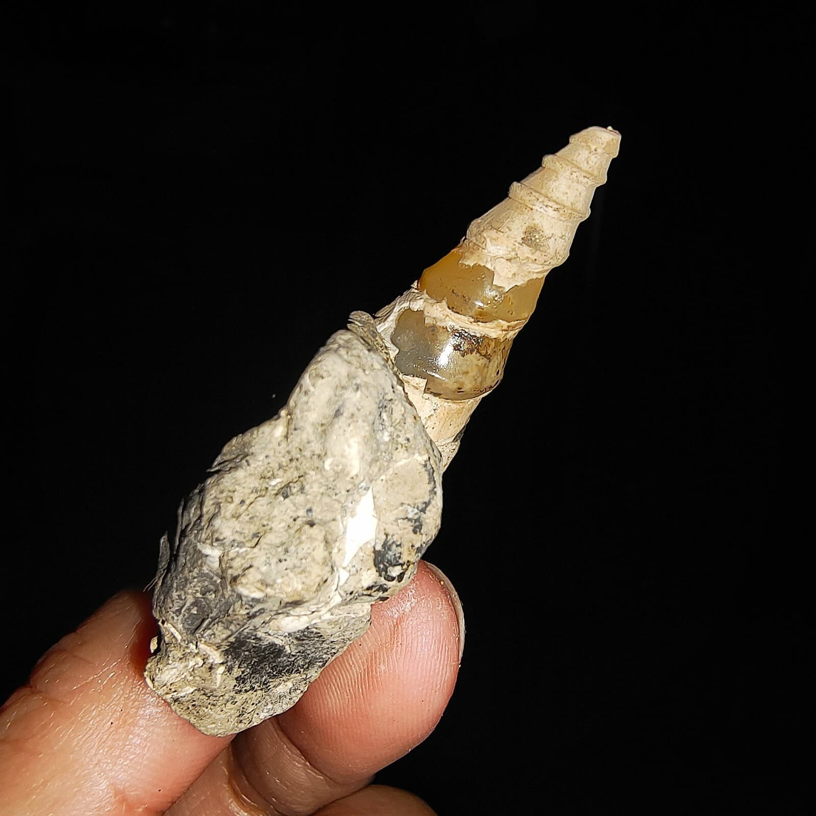 SEA SHELL FOSSIL, GASTROPODA, THIARIDAE ON MATRIX, FROM JAVA, INDONESIA, 30MM 2