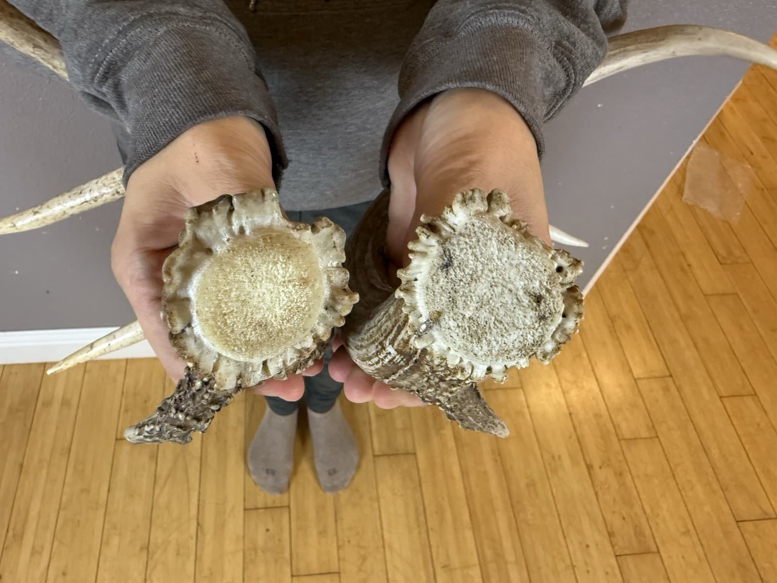 Two 4pt Whitetail Deer Antlers Sheds WILD IDAHO Horns RATTLE Decor RATTLING SET 3