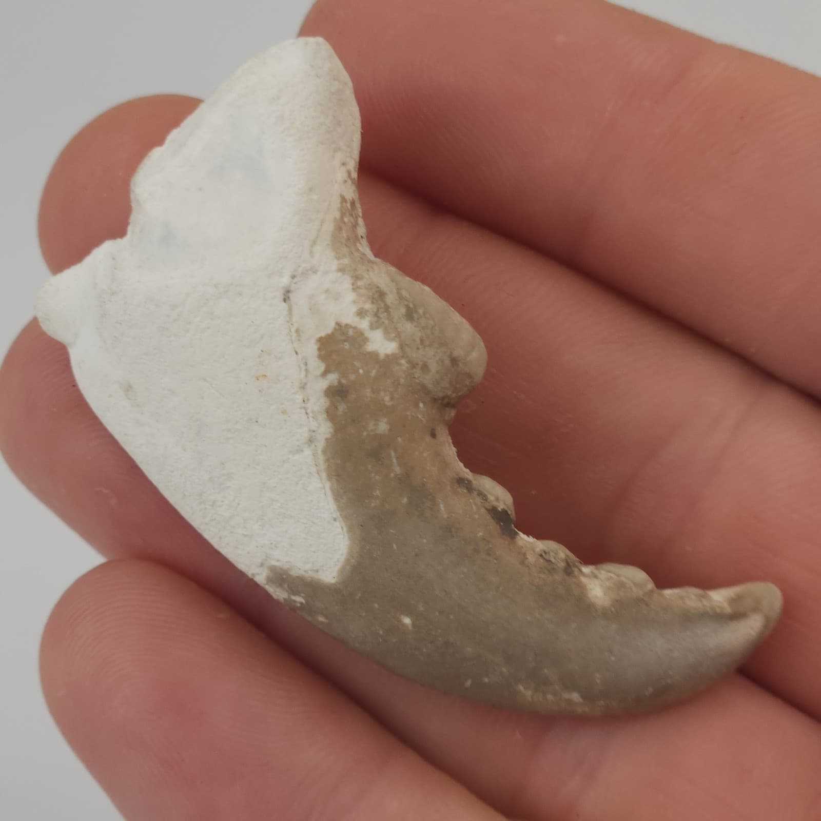 Crab Claw Fossil - Florida 