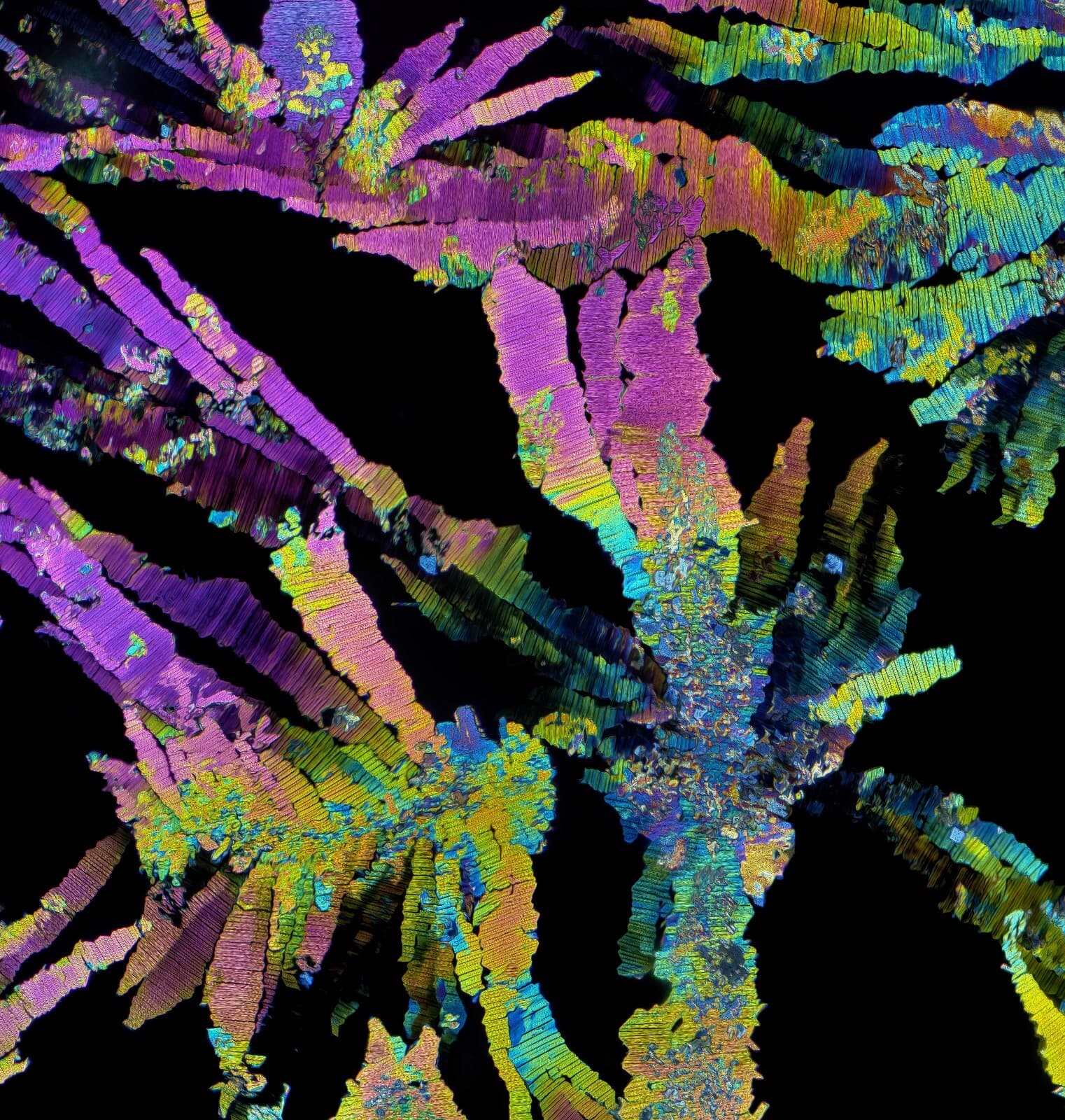 Microscope slide for polarization, THEOBROMINE 2