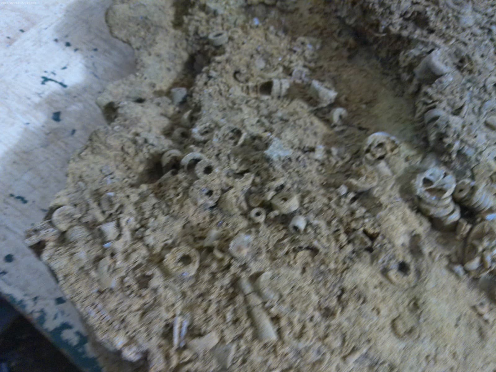 Ten of thousands Crinoids from Rock castle Kentucky 75 pounds Hugh 4