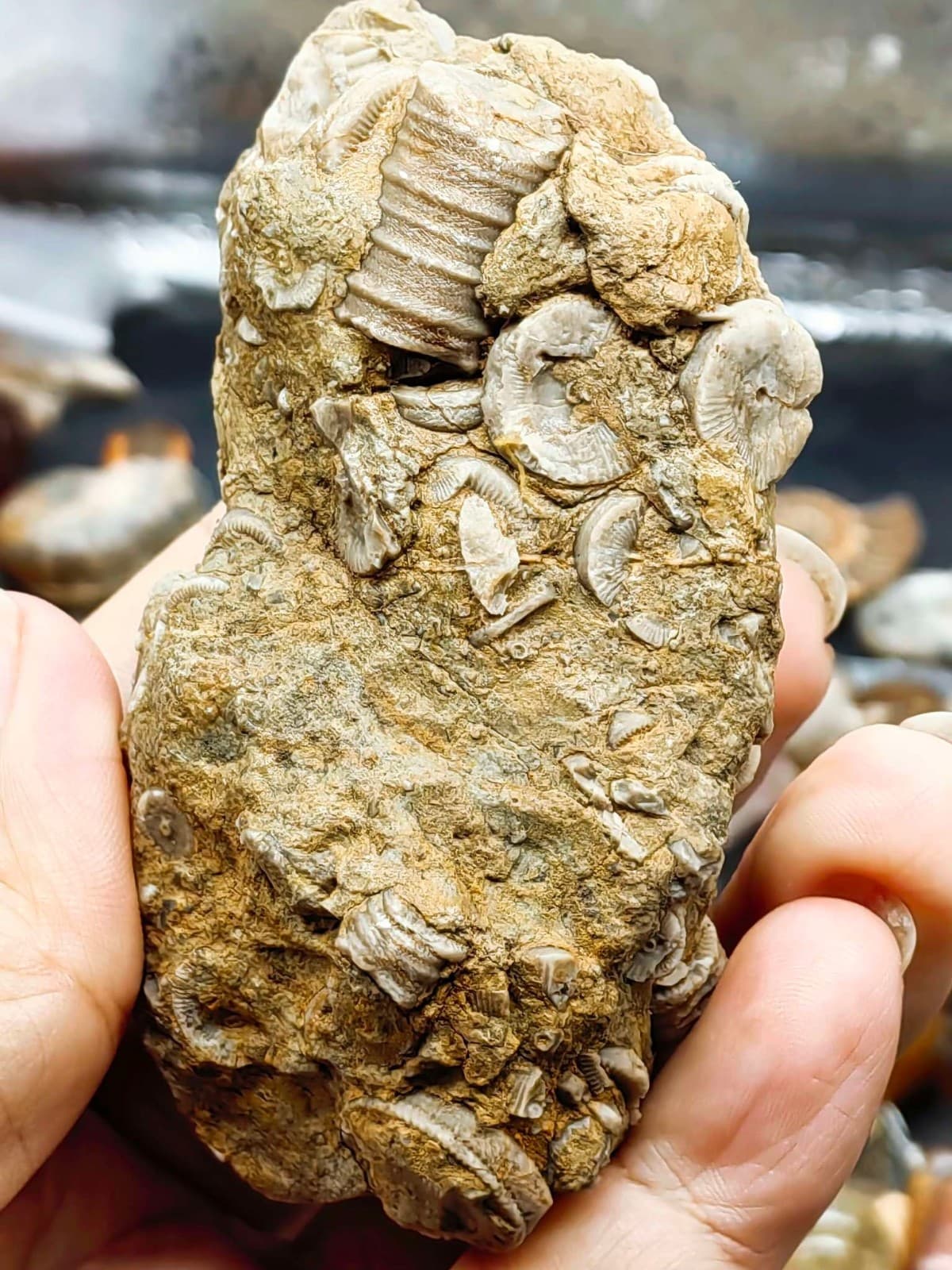 Natural Devonian prehistoric Jurassic biota crinoids Fossils 5