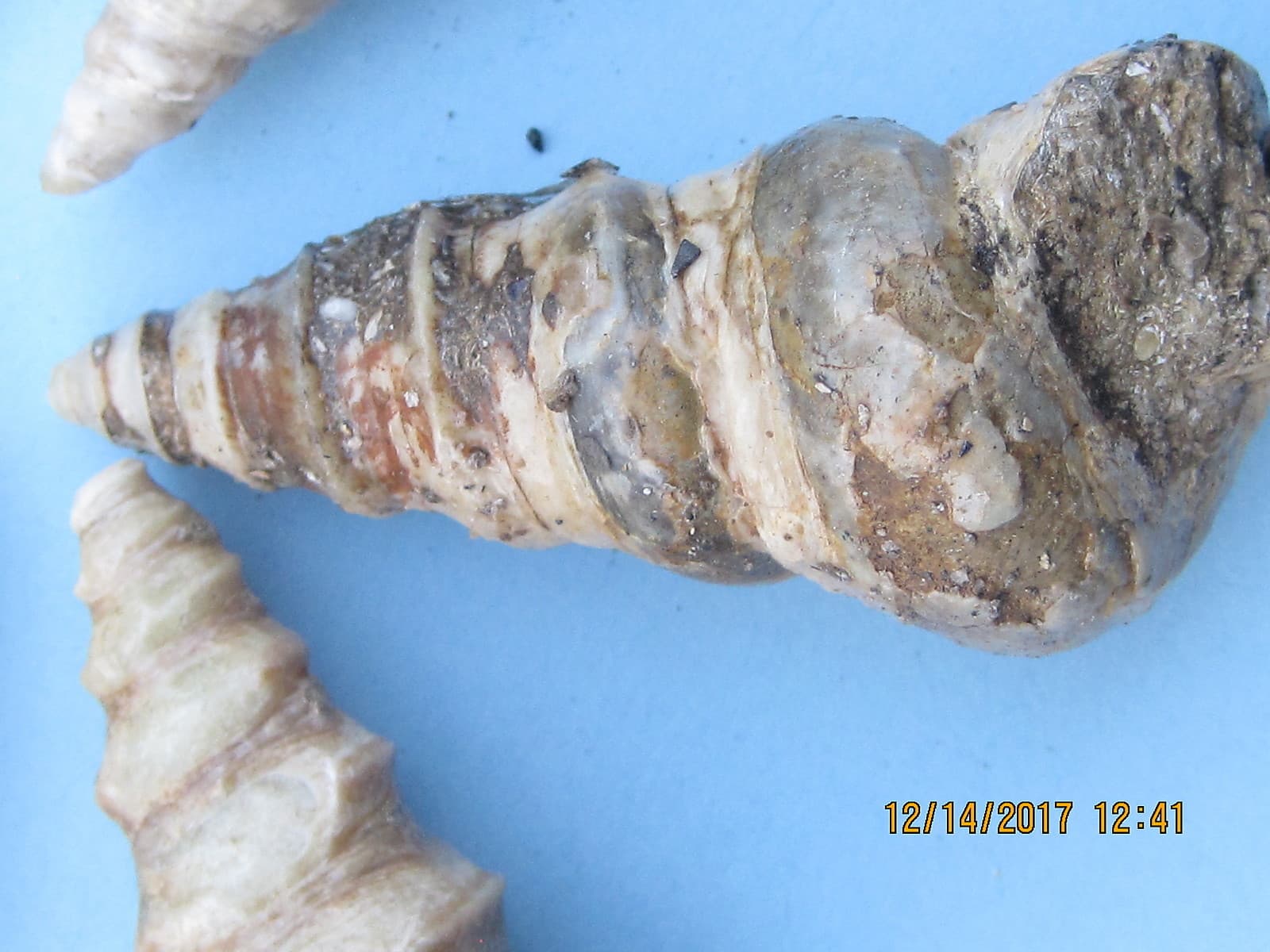 FIVE GASTROPOD FOSSIL CRETACEOUS PERIOD 4