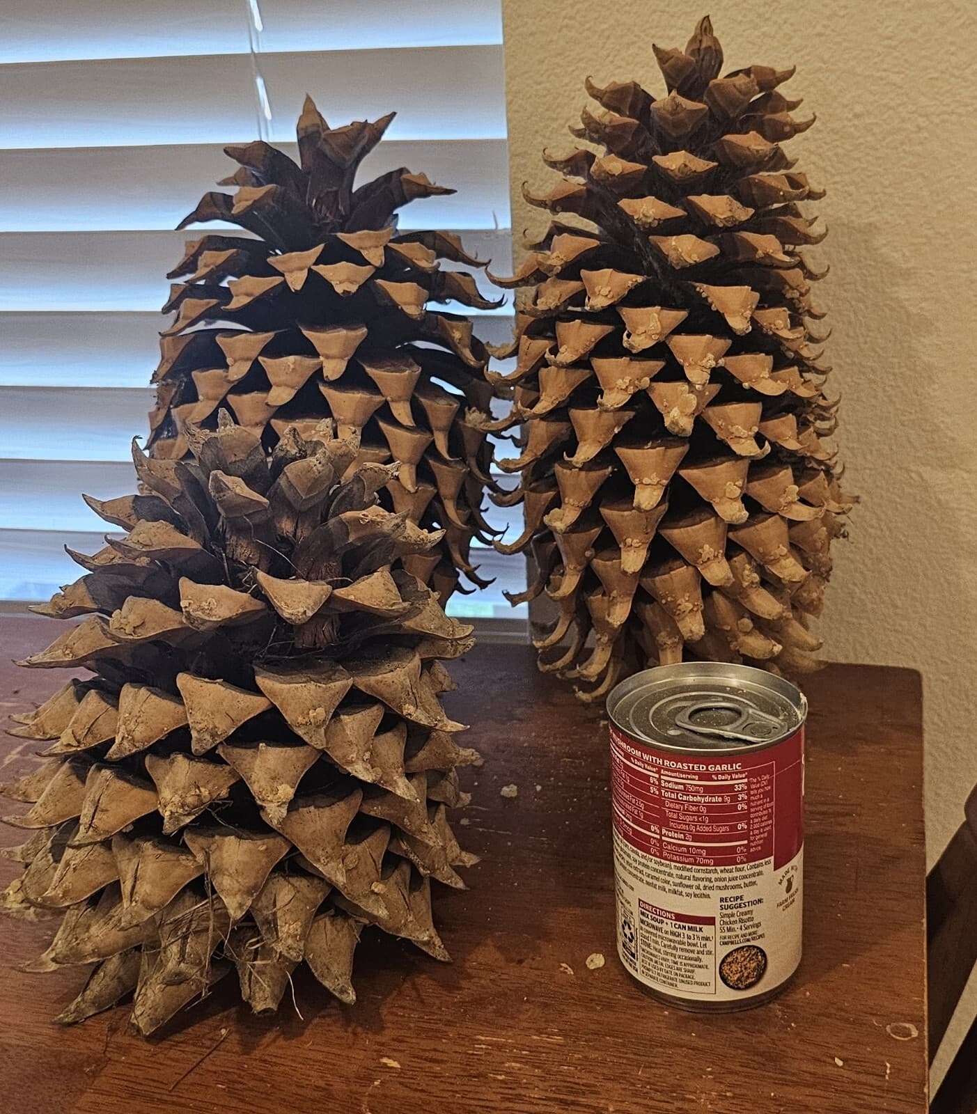 Largest Pinecones in the World - Coulter Pinecones - 8-14+" with Tons of Girth!