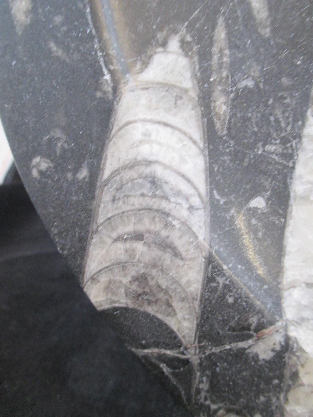 Hand Carved 11 " Fossil Plate w Orthoceras  Fossil 400 Mil Yrs. 2 Lb 9 Oz 2