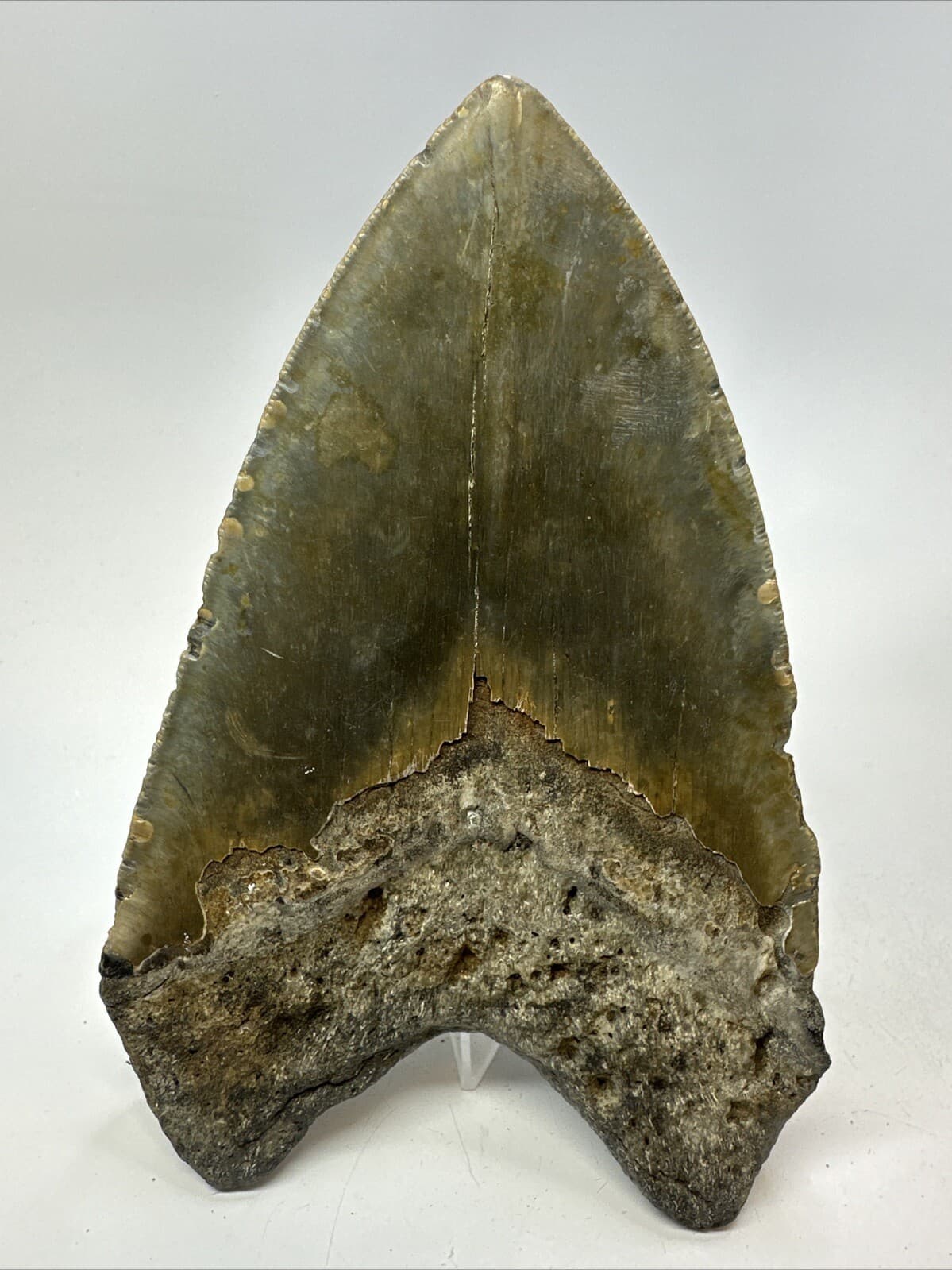 Megalodon Shark Tooth 5.62 inch - Unique Shape - Large Fossil - Authentic 18765 4