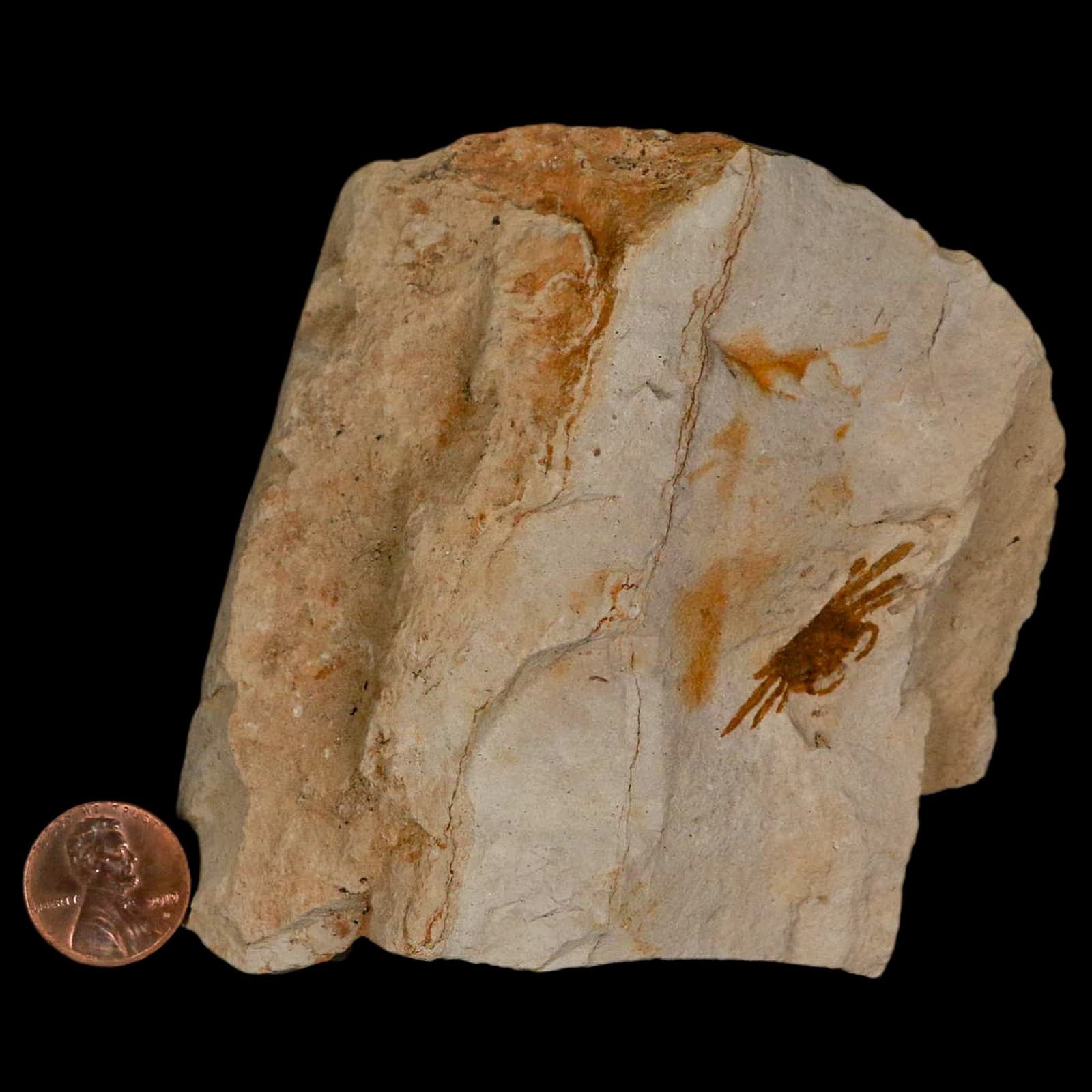 1.2" Fossil Crab Pinnixa Galliheri Pea Crab Monterey Cty San Luis Obispo Miocene 3