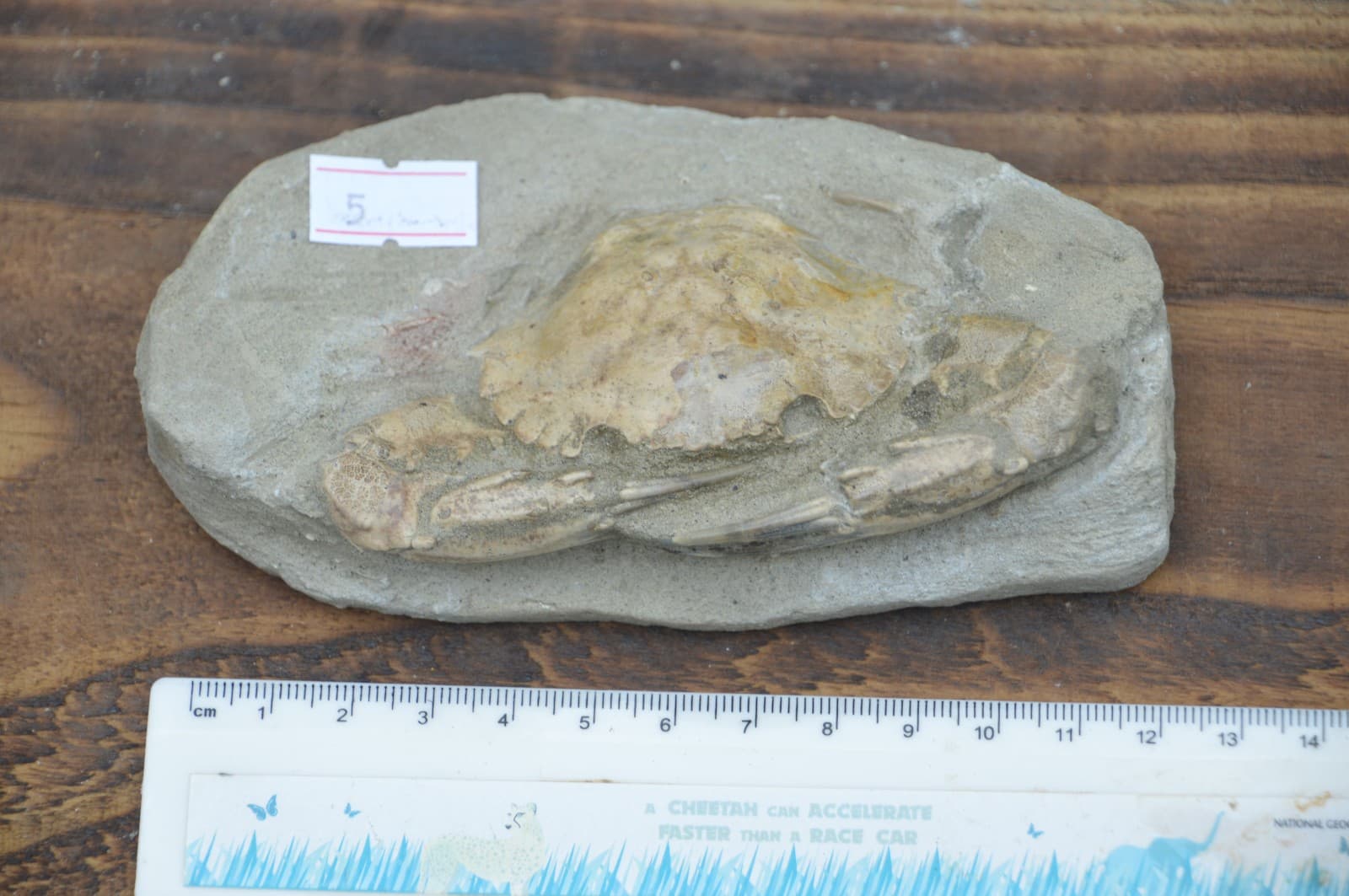 AMAZING FOSSIL CRAB FROM JAVA, INDONESIA BEST VALUE FOSSIL CRABS ANYWHERE! #5 6