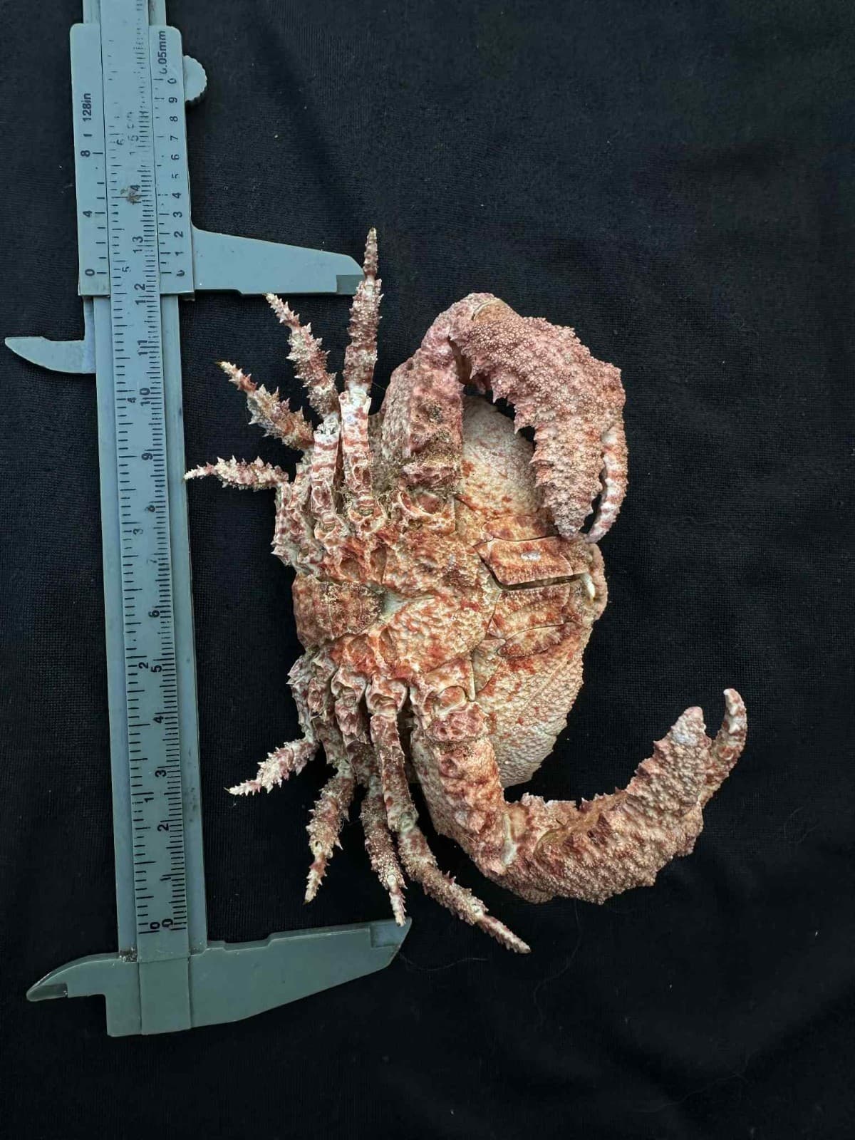 CRABS/Deep sea crab species preserved dried crabs EXTRA BIG SIZE 125MM!!!! 3