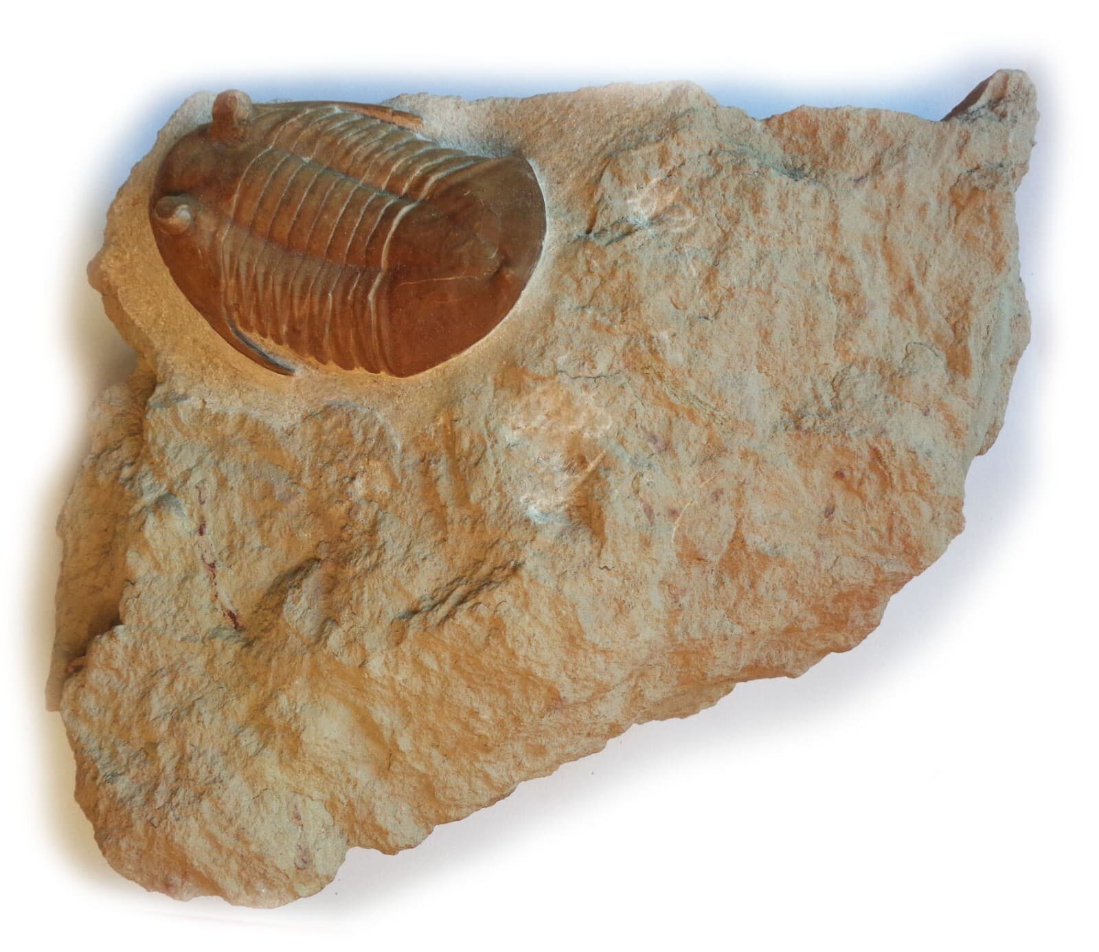 Trilobite SUBASAPHUS LONGISPINUS, Middle Ordovician, 460 ma, S-Petersburg,Russia 2