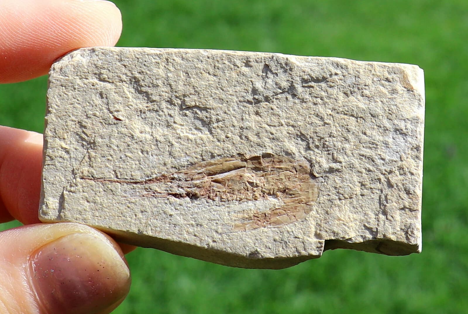Fossil Shrimp From Solnhofen Germany  150 MILLION YRS OLD 6.5 Cm's  JURASSIC 5