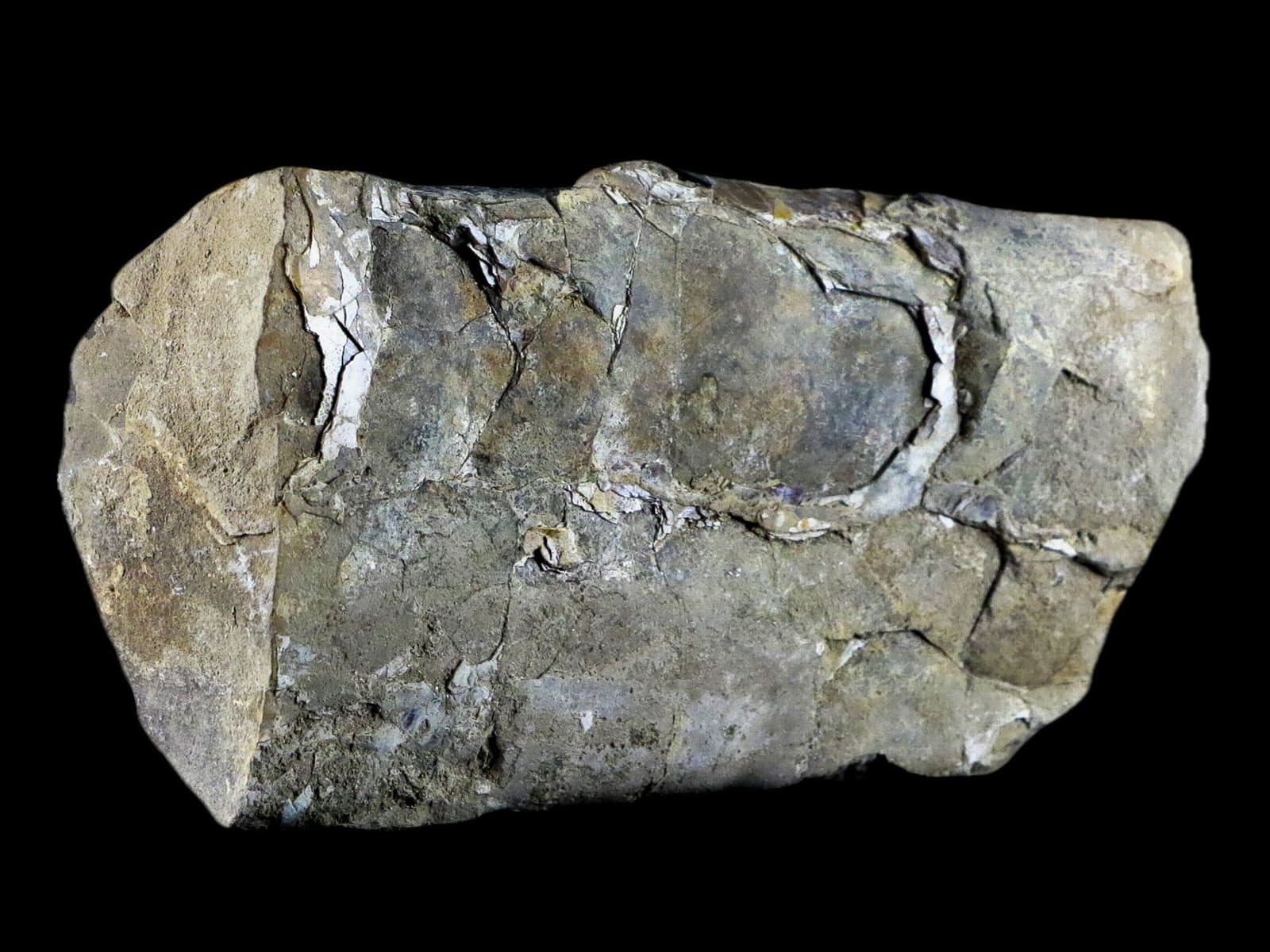 5.1" Baculite Fossil Opalized Cephalopod Late Cretaceous Bear Paw Shale Montana 5