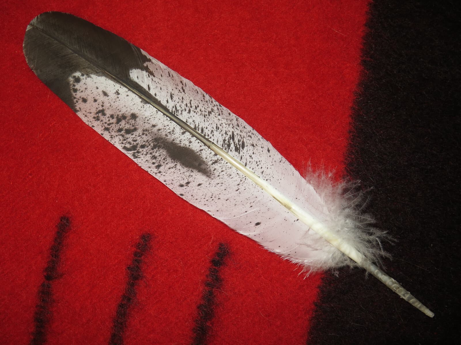 Native American made Immature Golden Eagle Feather, hand painted feathers 4